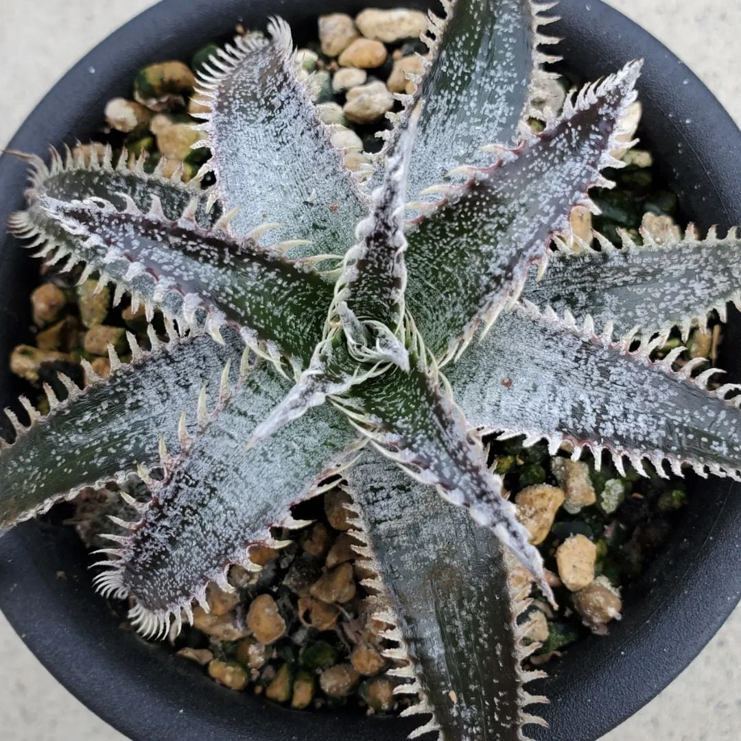 F00068_Dyckia 'Bill Baker'：ディッキア・ビルベイカー（子株