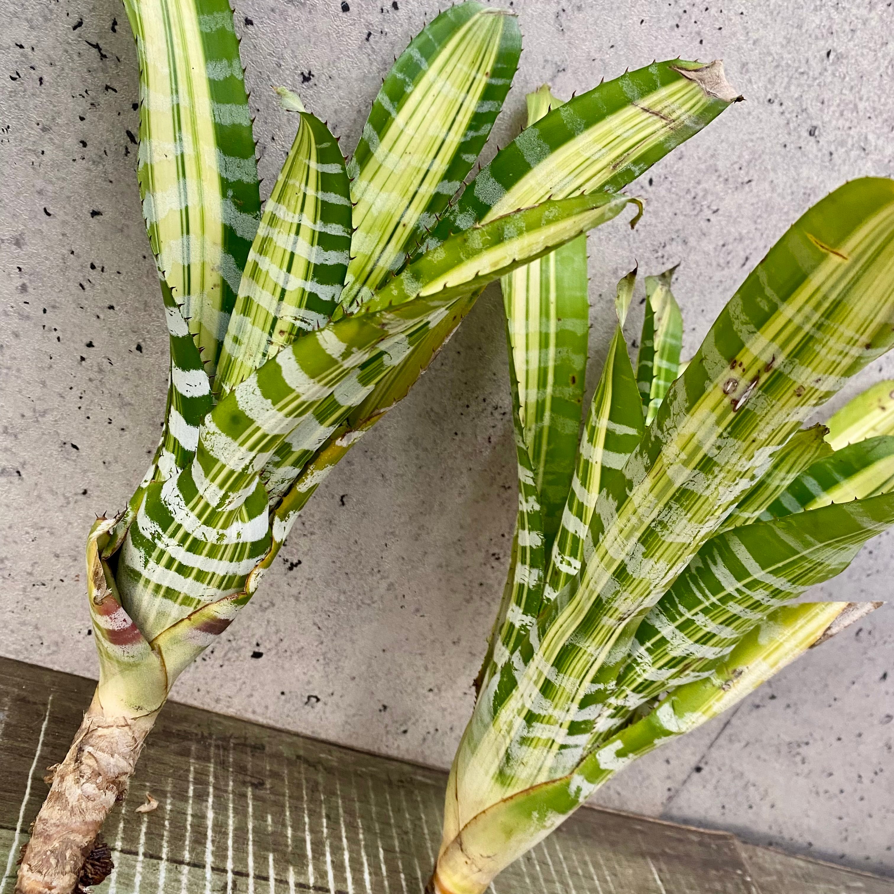 タンクブロメリア エクメア『chantinii 'Samurai'』2番 | Planet