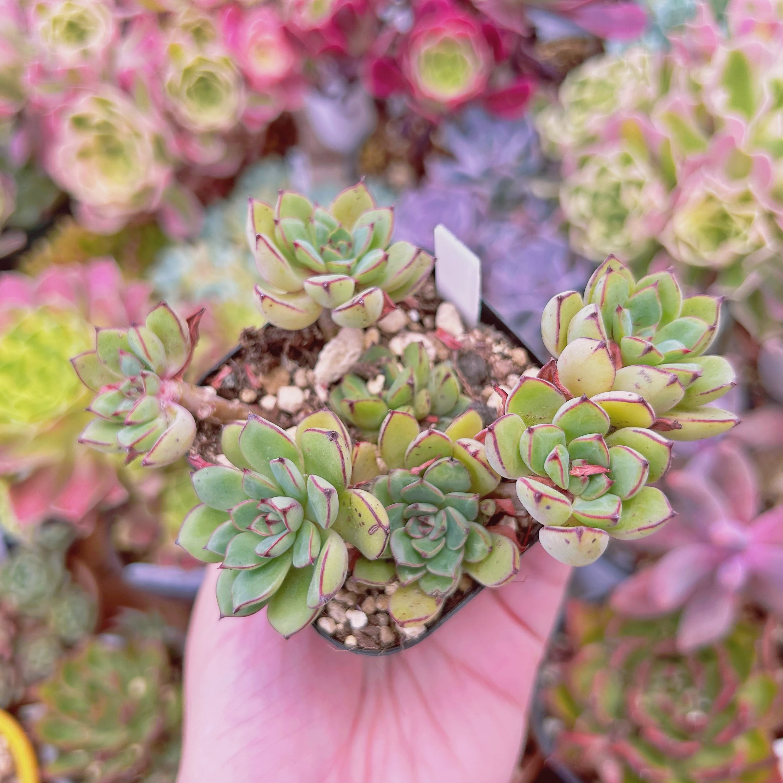 現物 多肉植物 シンデレラ 抜き苗 | るる農園~多肉植物専門