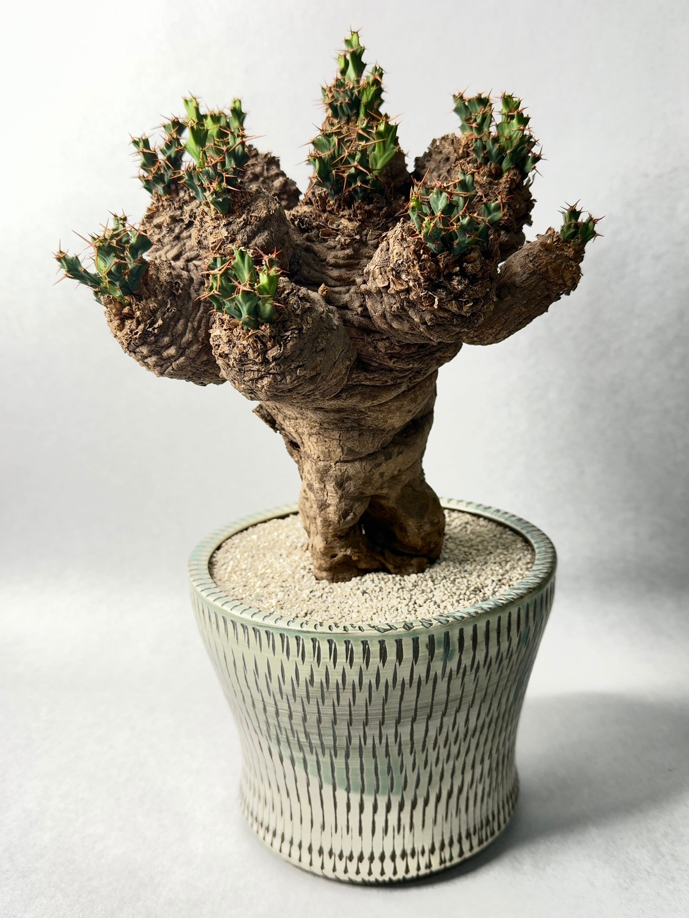 ユーフォルビア・クラビゲラ | trigger