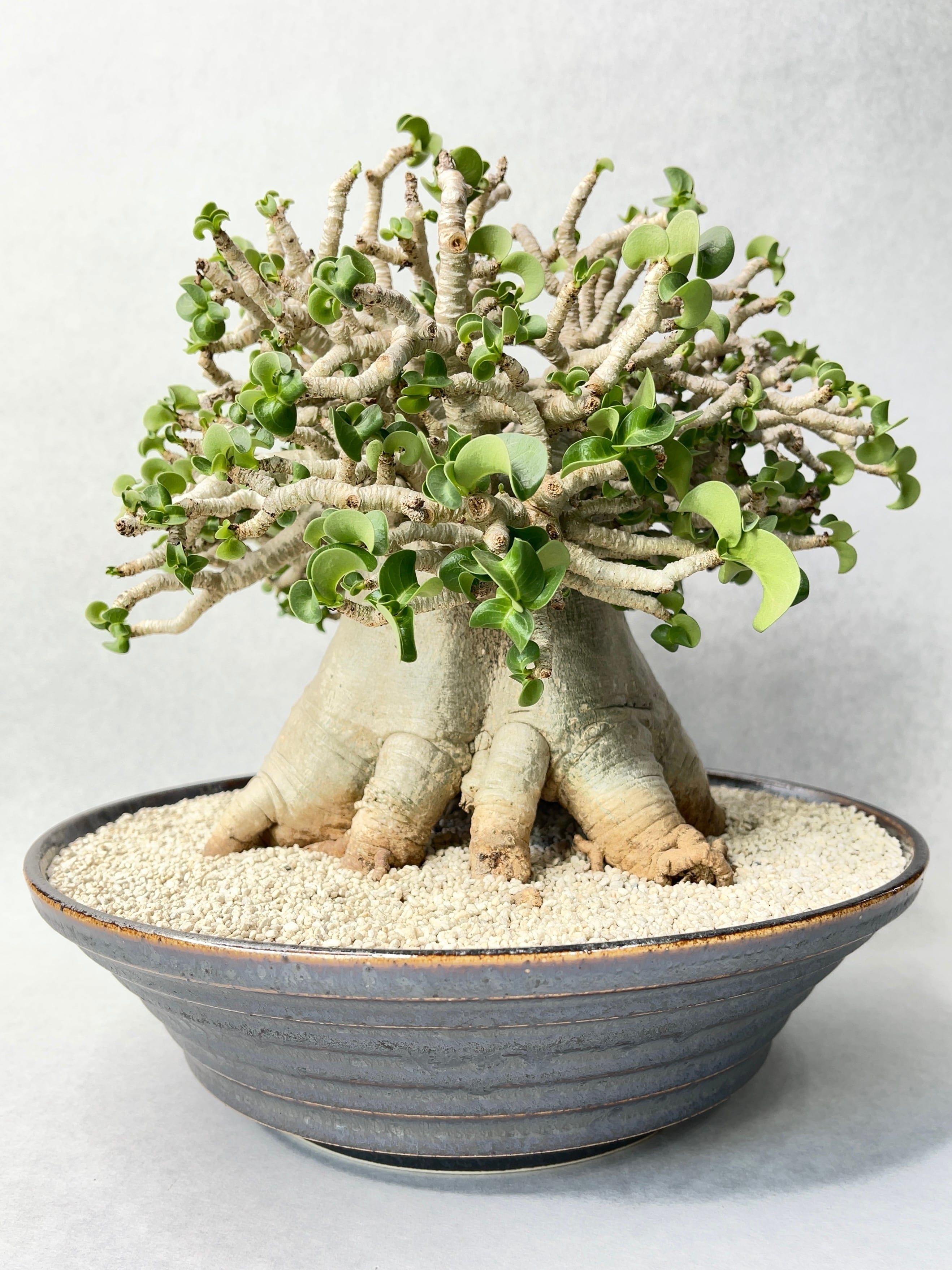 アデニウム・メデューサD.H.A | trigger