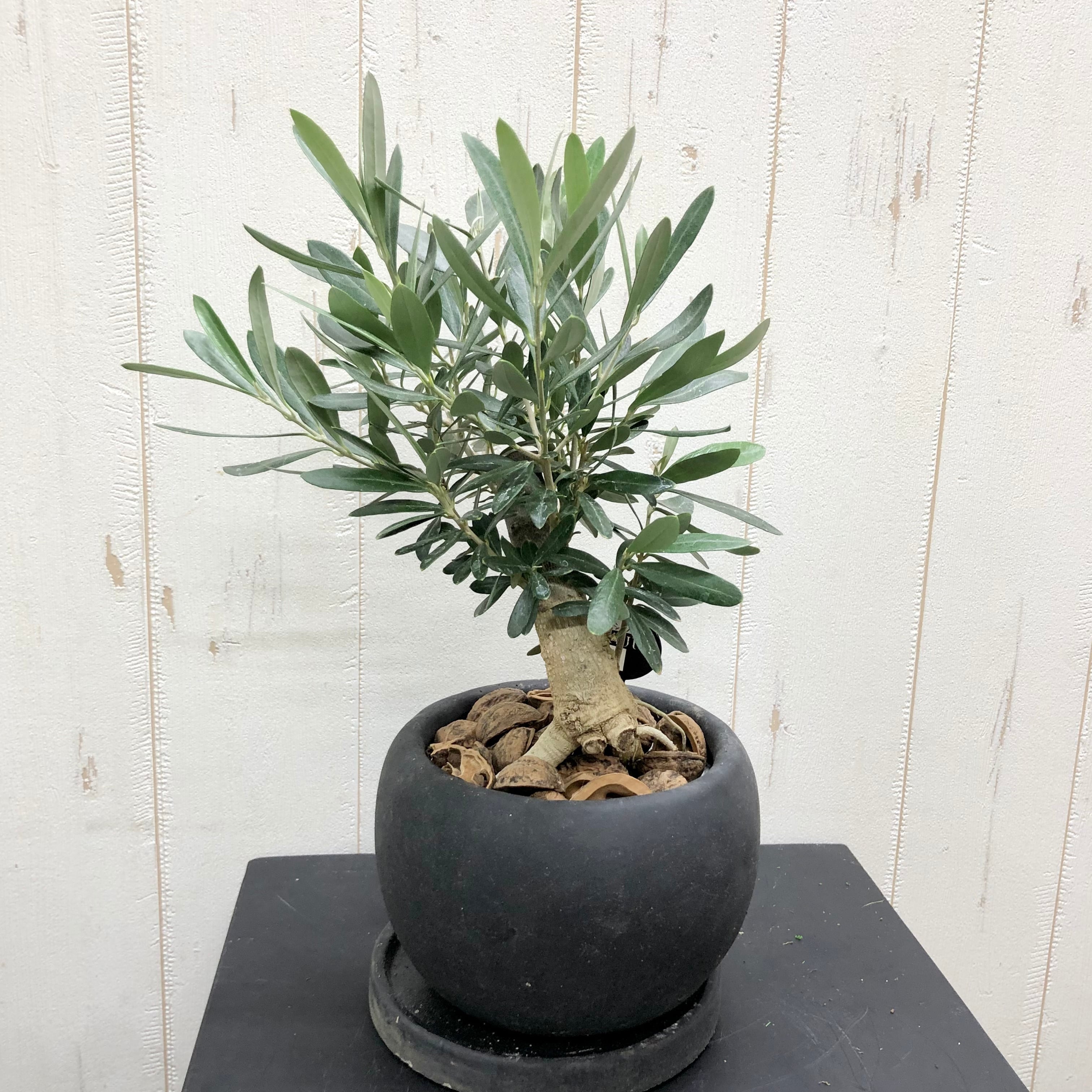 根上がり 盆栽 オリーブの木 souju シプレッシーノ（チプレッシーノ