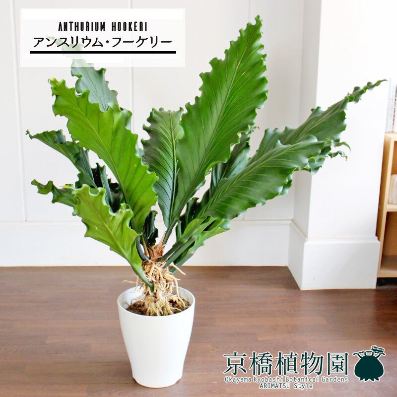 アンスリウム・フーケリー 10号 | 京橋植物園