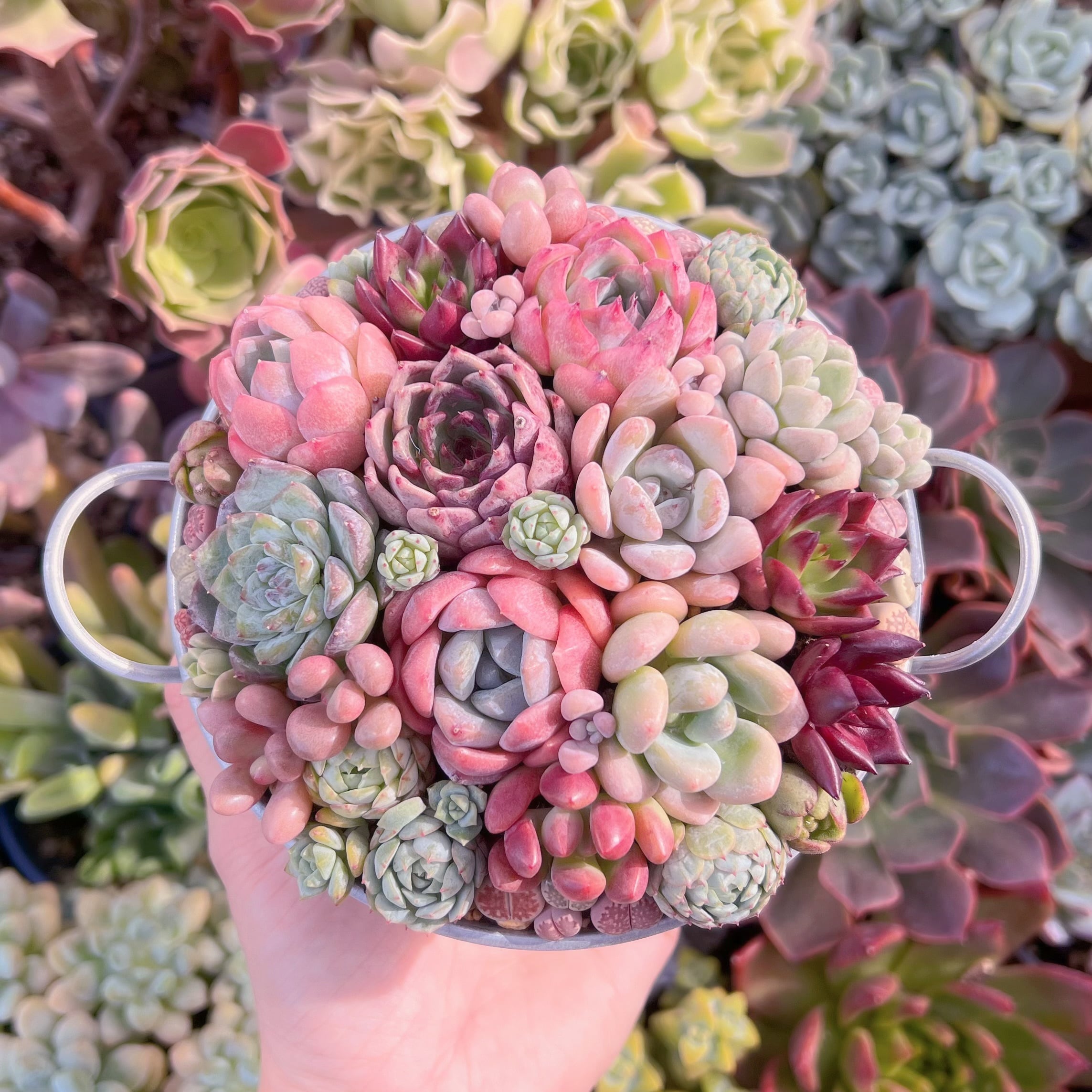 ☆寄せ植え用セット☆ 新入荷 | るる農園~多肉植物専門