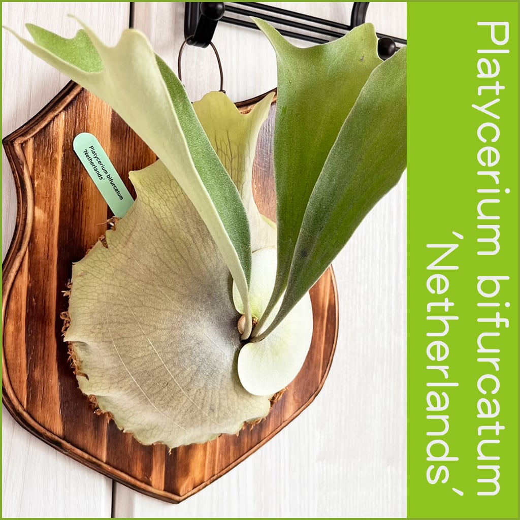 ビカクシダ ネザーランド 板付 【観葉植物 室内 コウモリラン