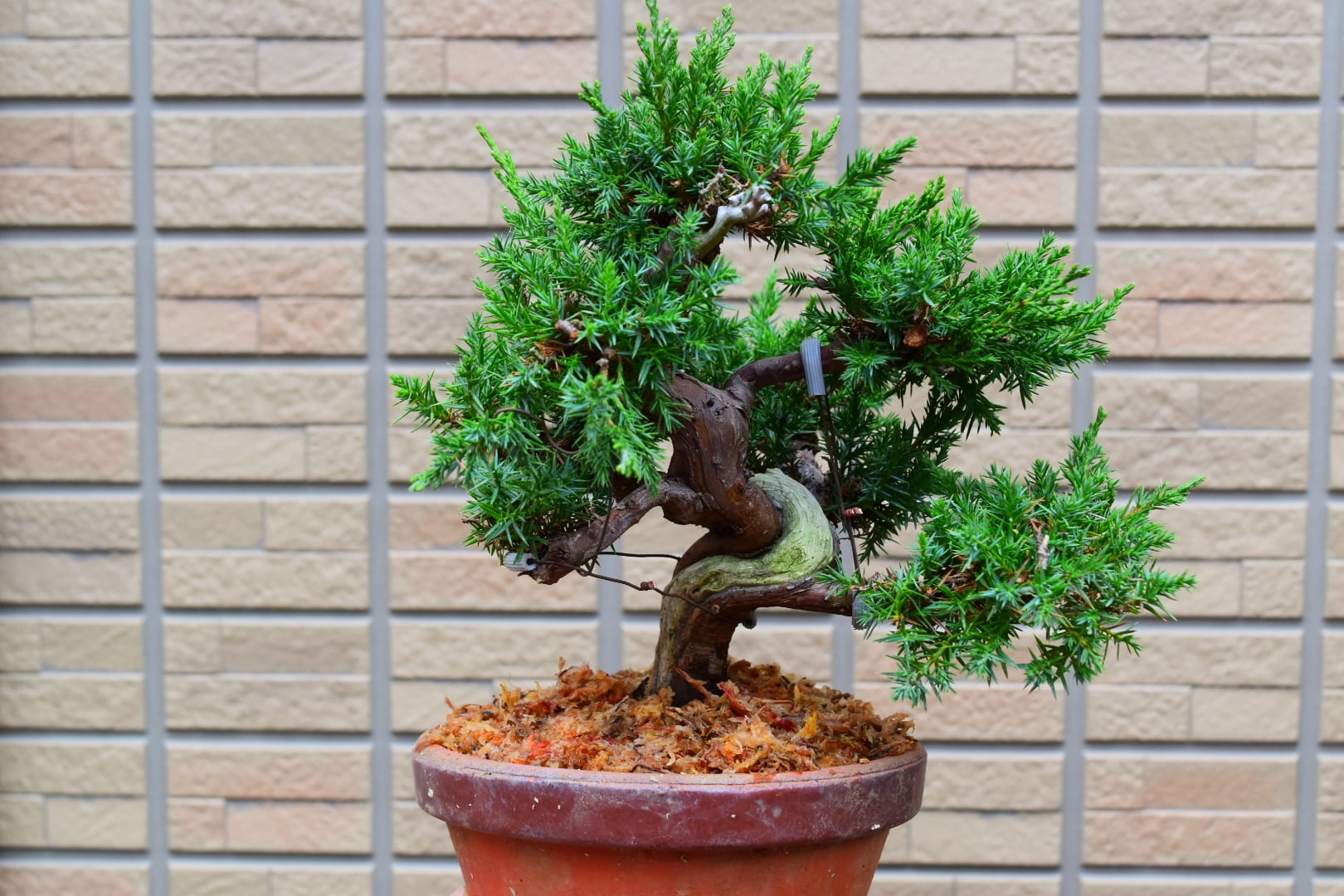 小品盆栽 真柏模様木 | 大和盆樹園