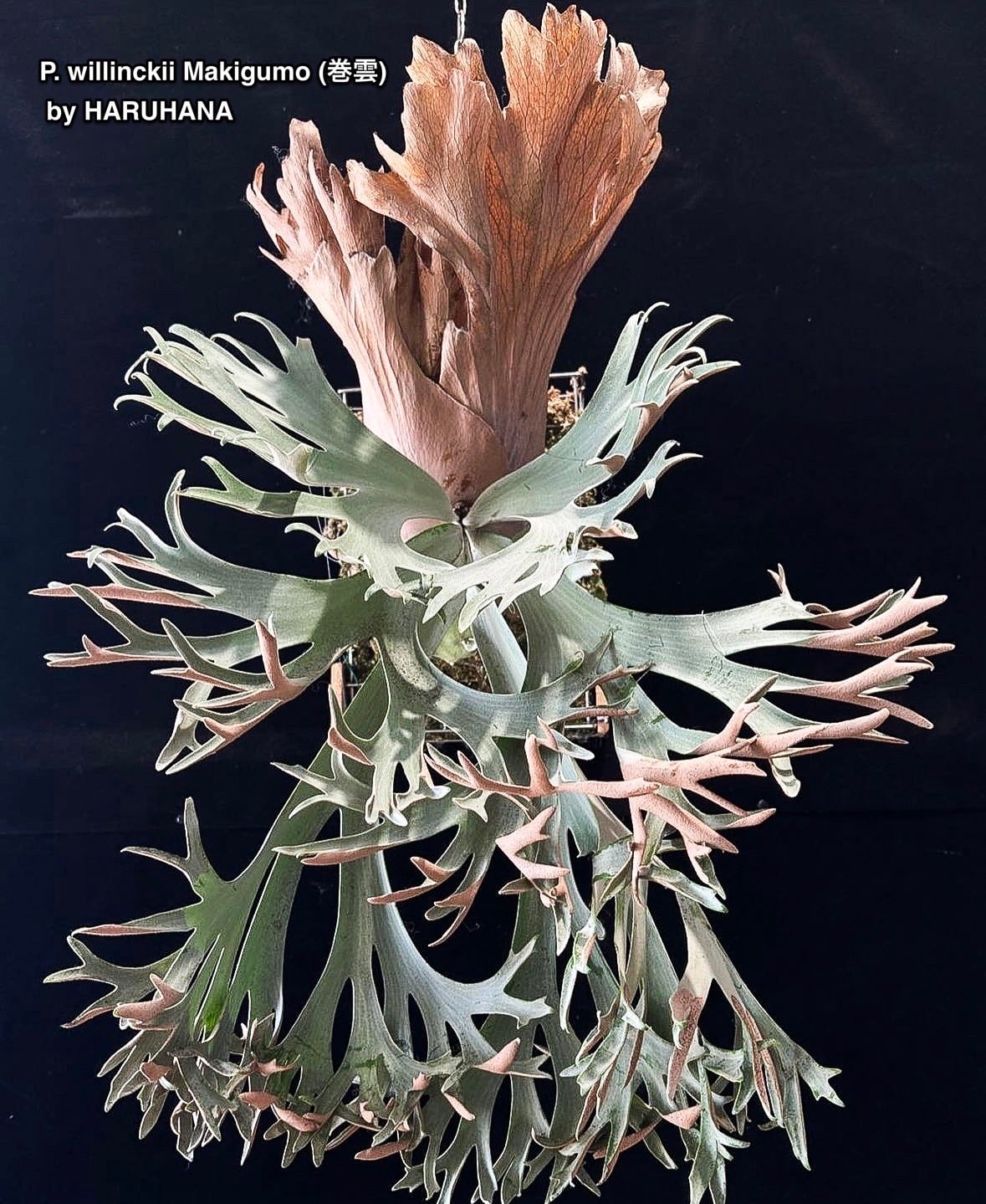 P. willinckii Makigumo (巻雲) pup | naturefix