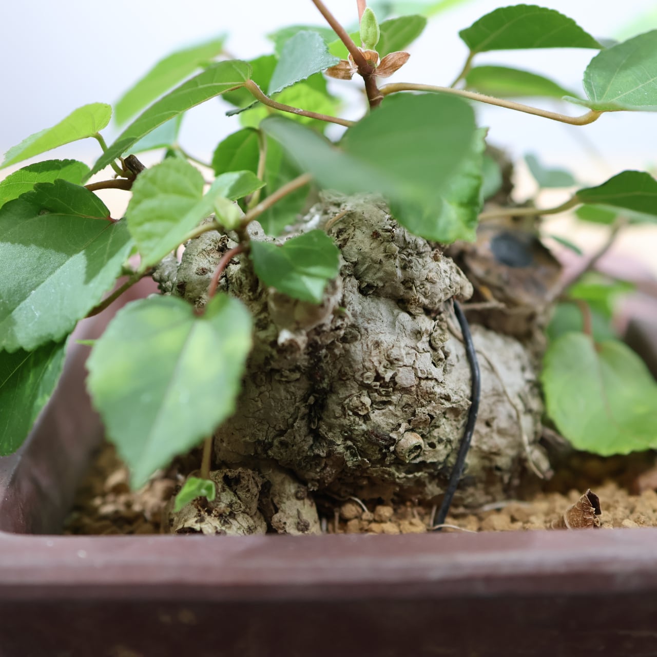 375 南国の風を宿す『琉球盆栽 オオハマボウ』観葉植物 【送料無料