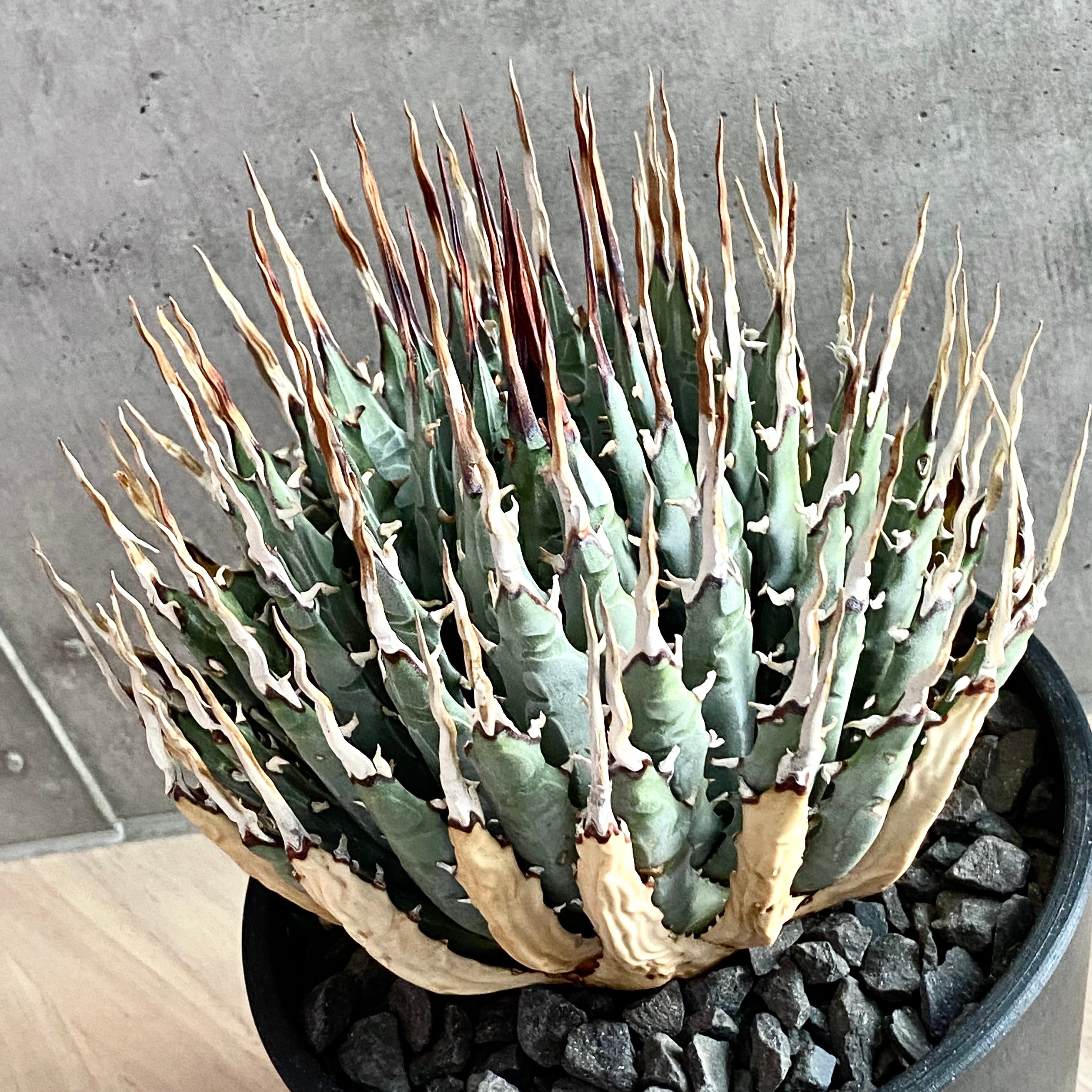 agave utahensis eborispina /アガベ ユタエンシス エボリスピナ