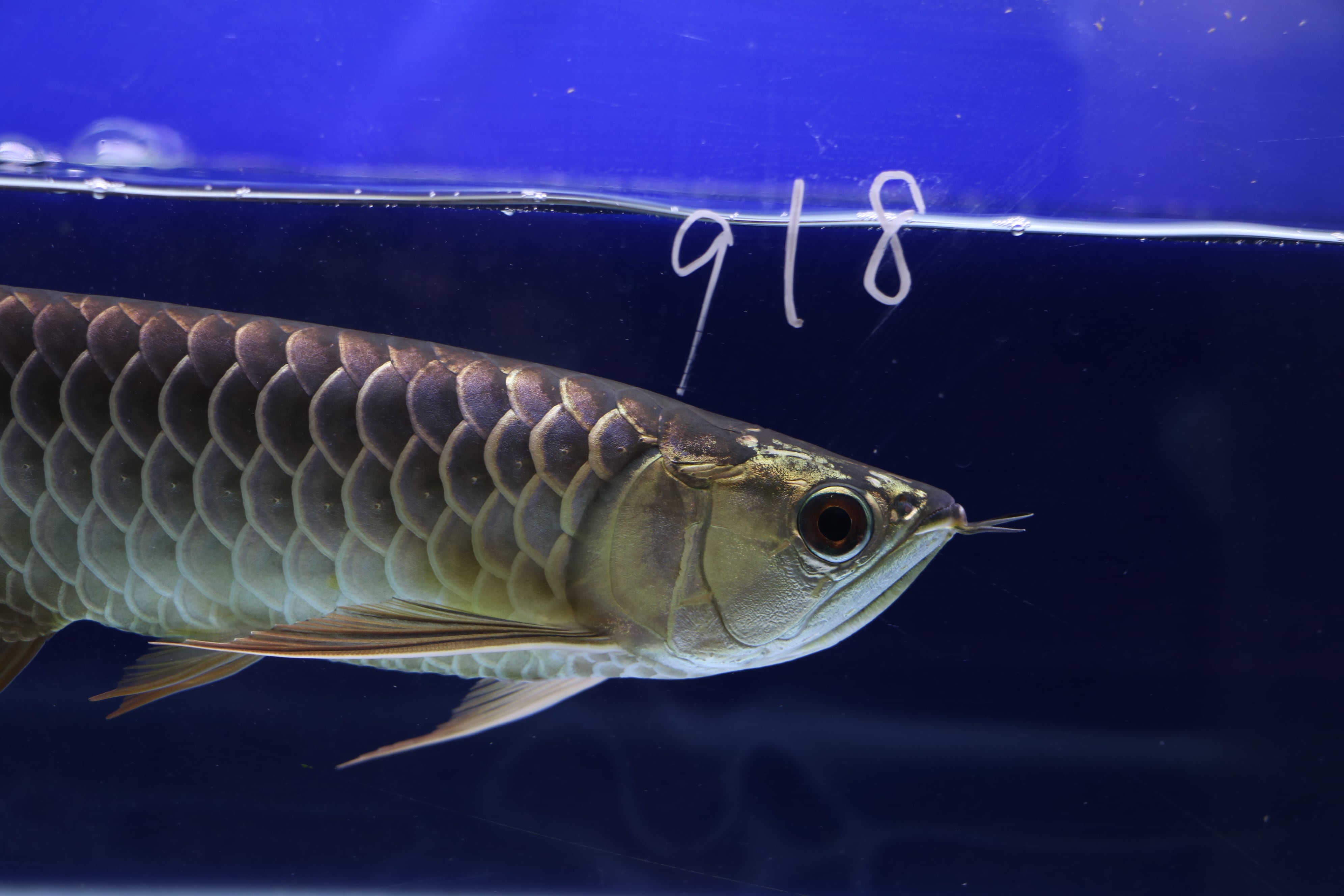 No.918 藍底過背金龍(プレミアム個体) ±33㎝ | アロワナ等の大型魚