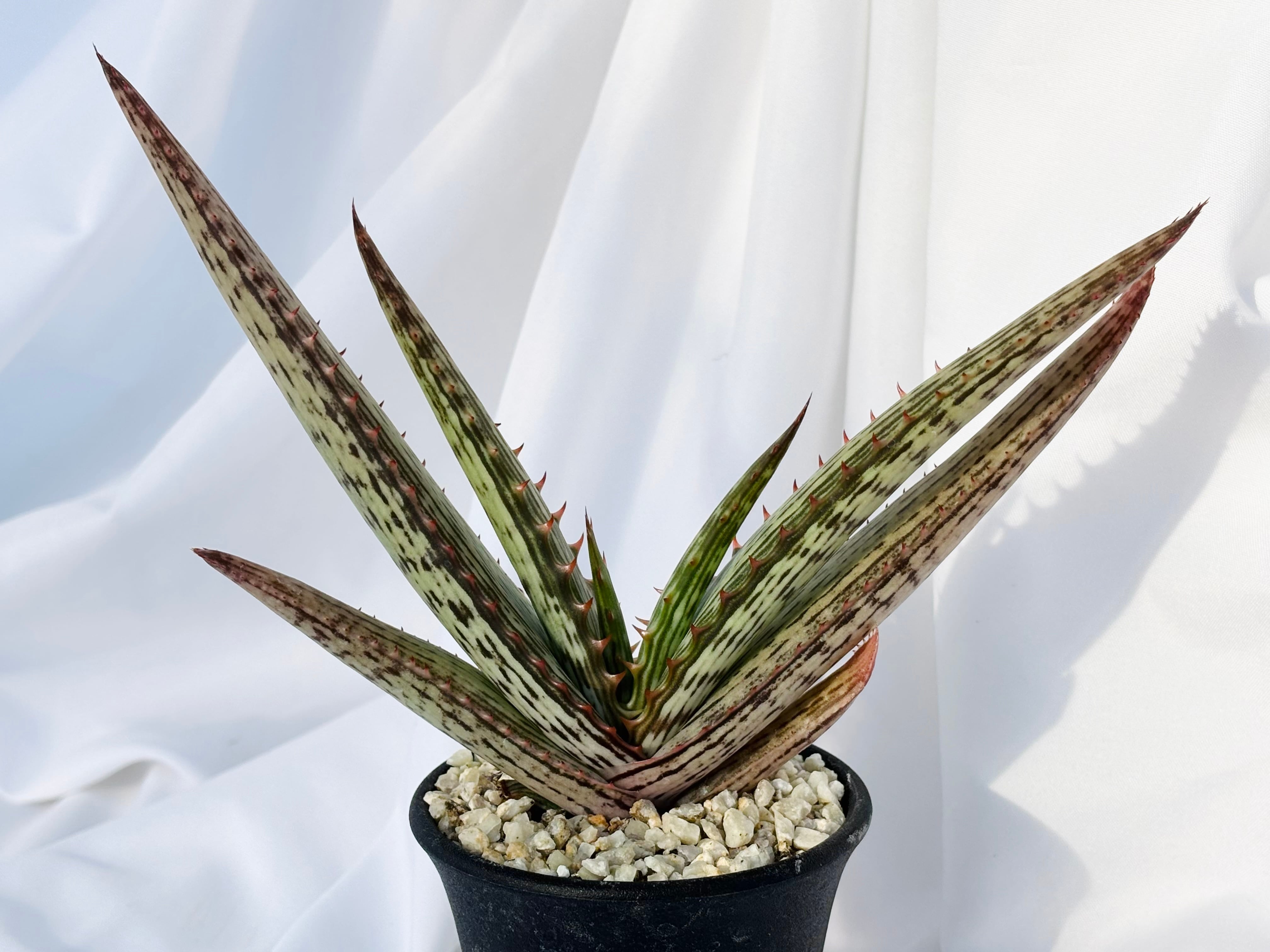 Aloe branddraaiensis アロエ ブランドレイエンシス | plants MARU
