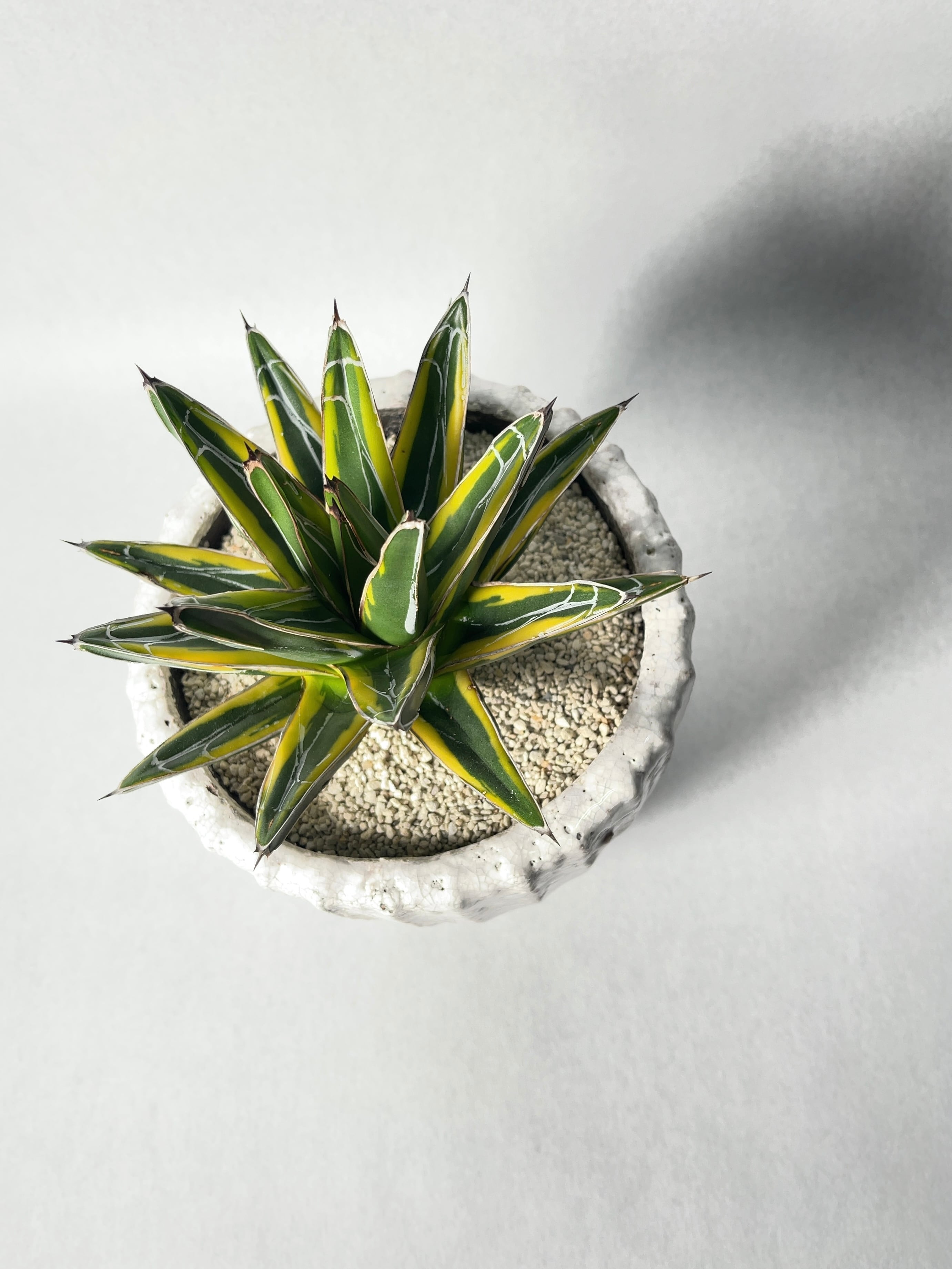 アガベ・笹の雪黄覆輪 | trigger