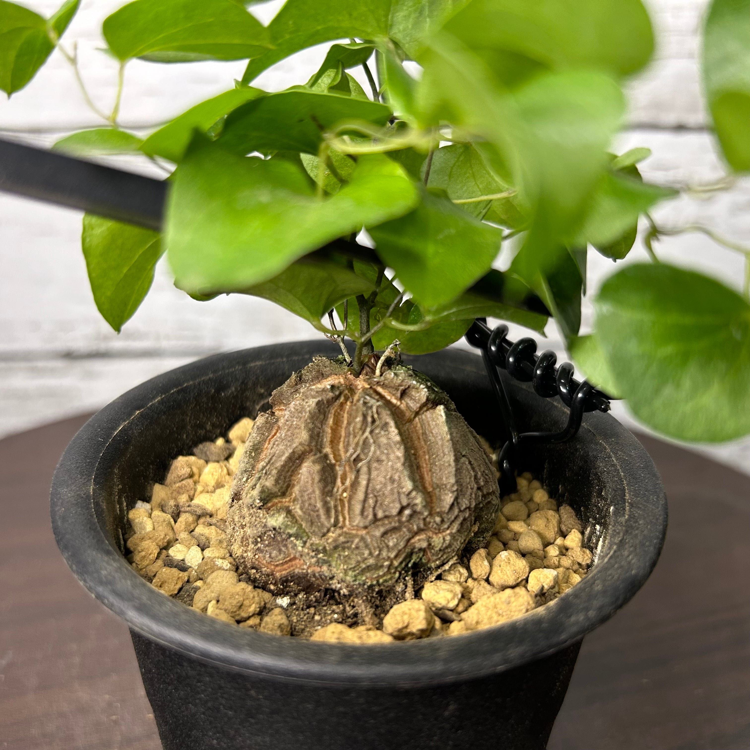 亀甲竜 2.5号 ディオスコレア 塊根植物 KS02 | PLARE