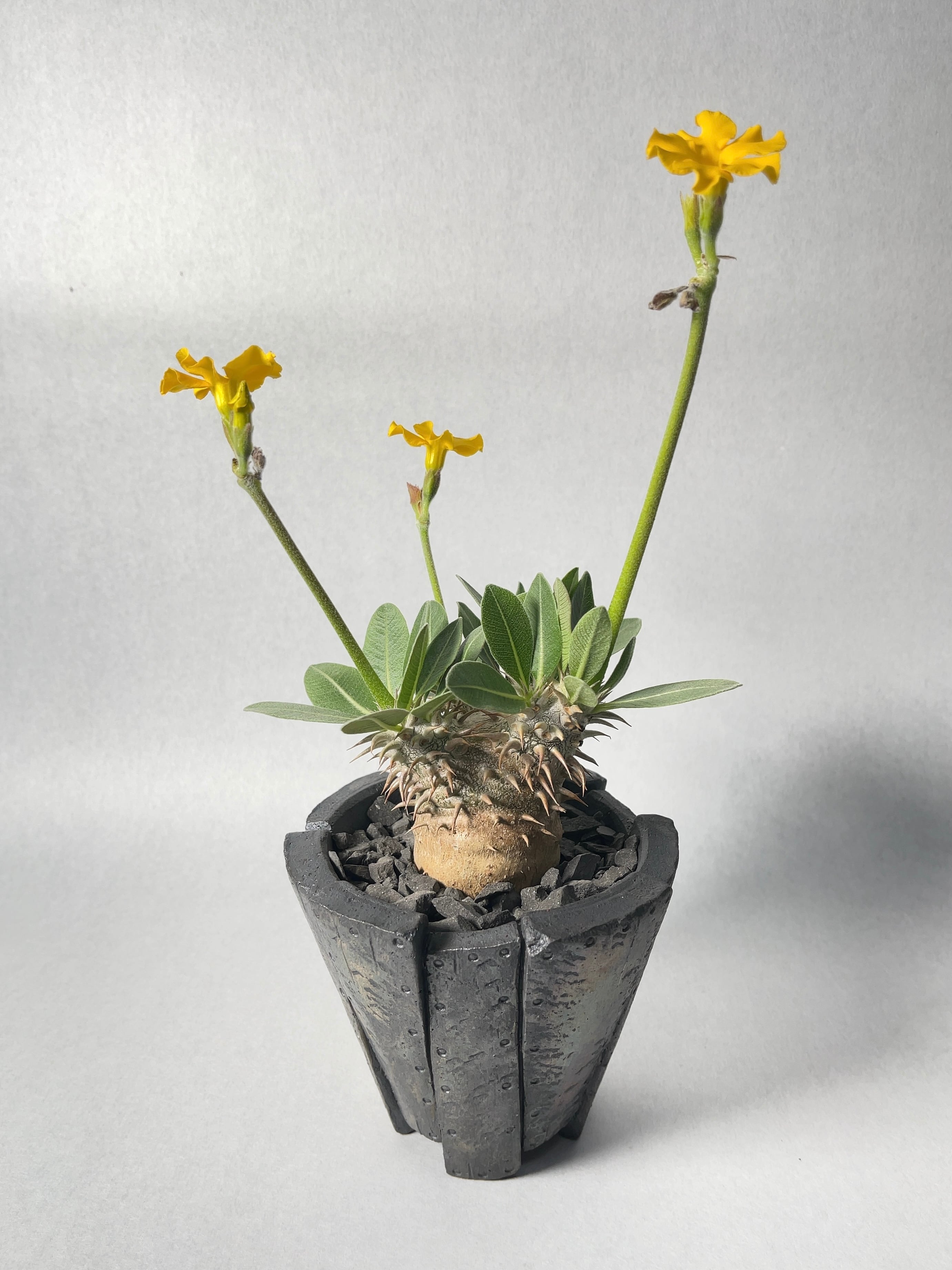 パキポディウム・恵比寿笑い | trigger