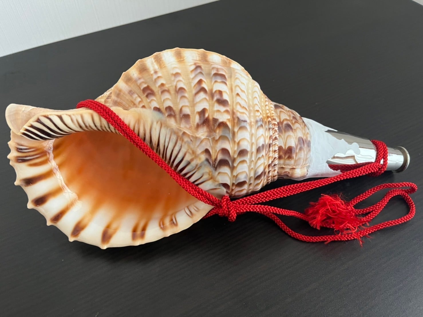 法螺貝まとめウリ 法螺貝まとめウリ