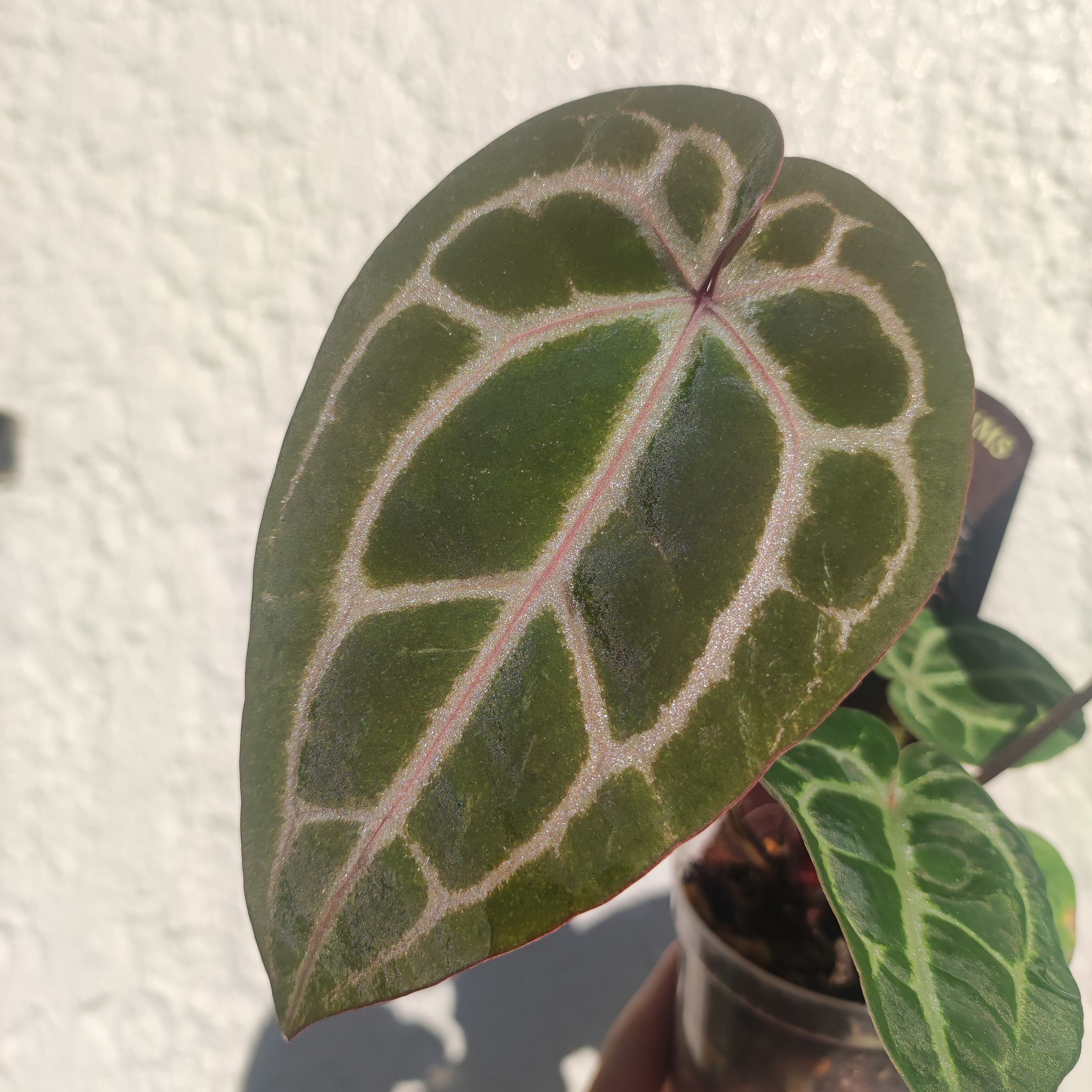 アンスリウム ミシェル ミュータント 変異レア個体 斑入り 楽天市場