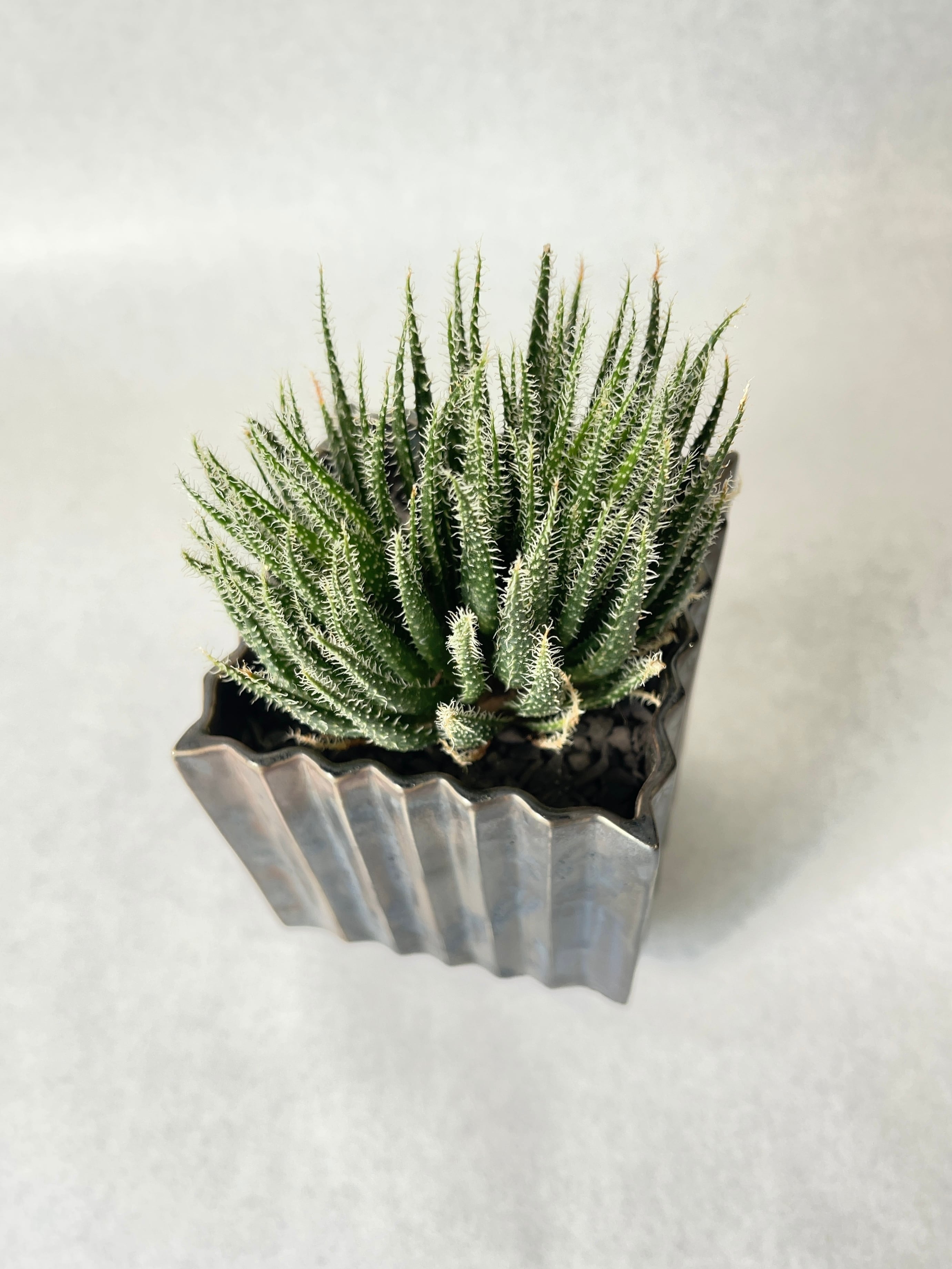 アロエ・ハオルチオイデス | trigger