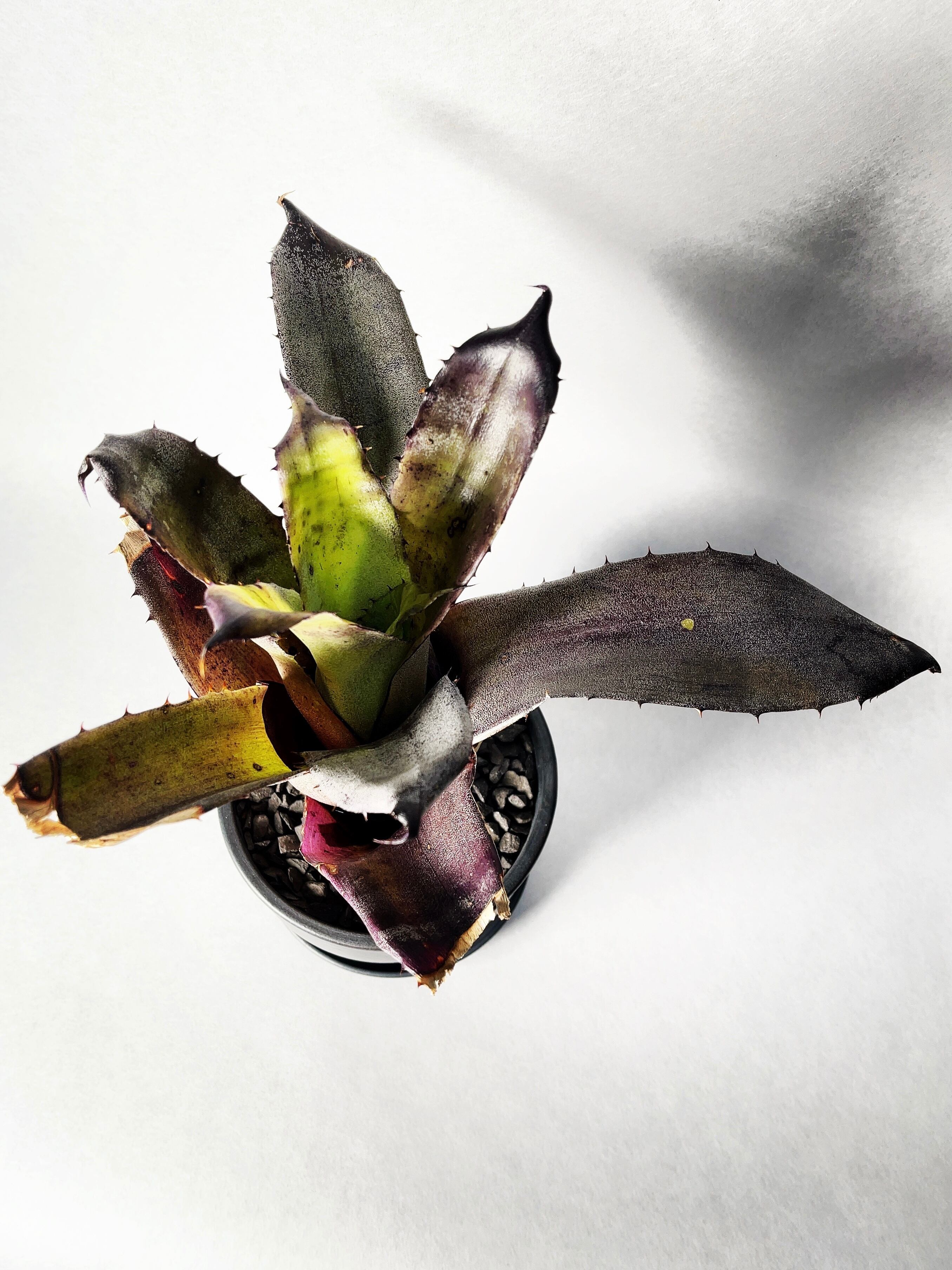 ホヘンべルギア・レオポルドホルスティ・ブラックフォーム | trigger