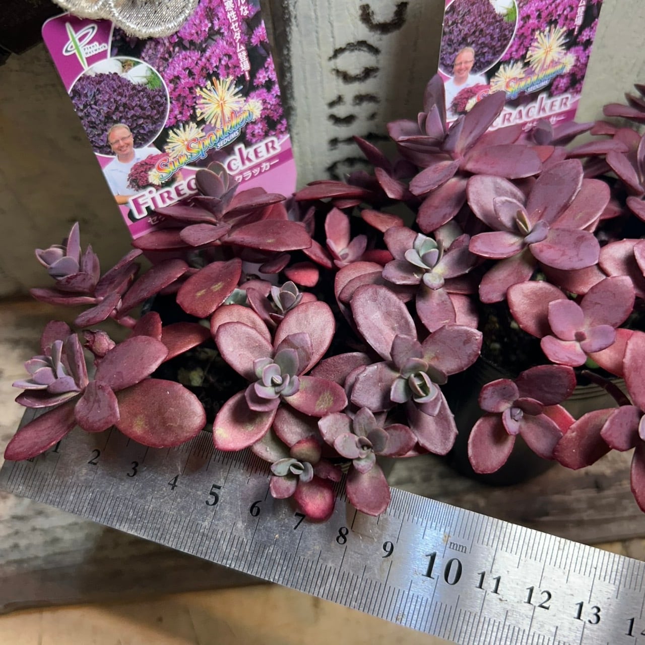 ファイヤークラッカー | RuPo 多肉植物専門店