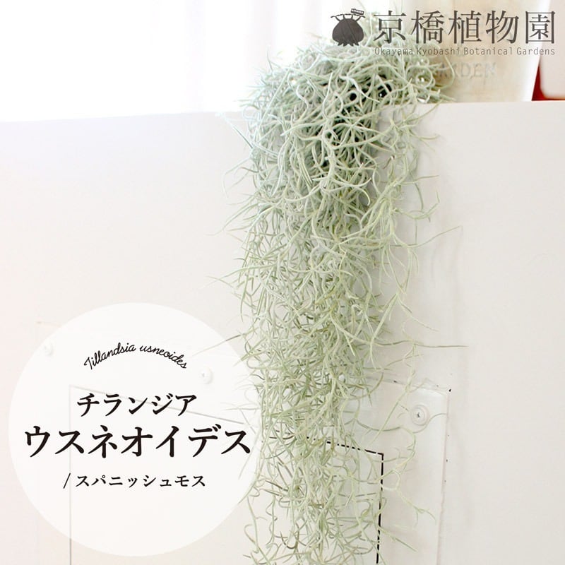 エアプランツ】チランジア・ウスネオイデス/スパニッシュモス【1束