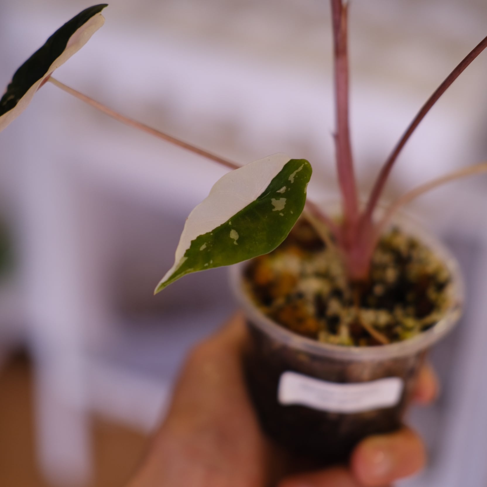 Alocasia chantrieri pink│アロカシア シャントリエリ ピンク⑤│観葉