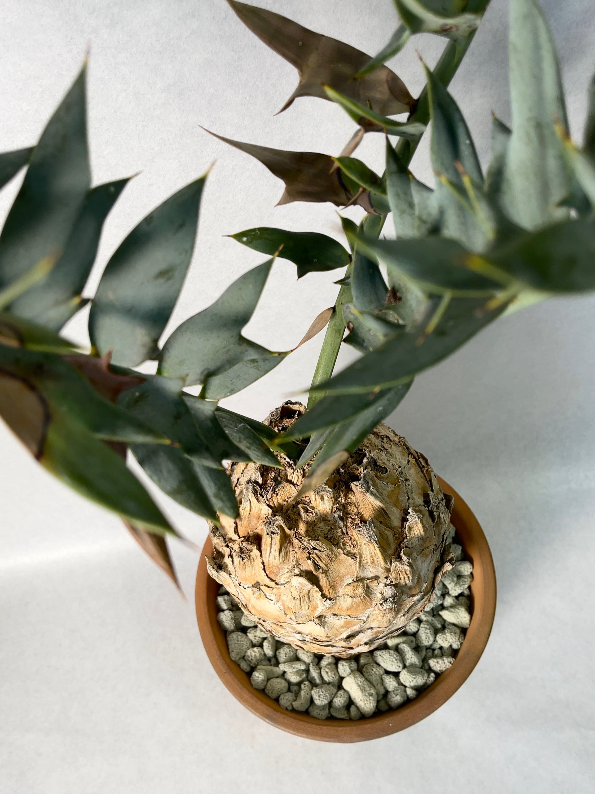 エンセファラルトス・ホリダス | trigger