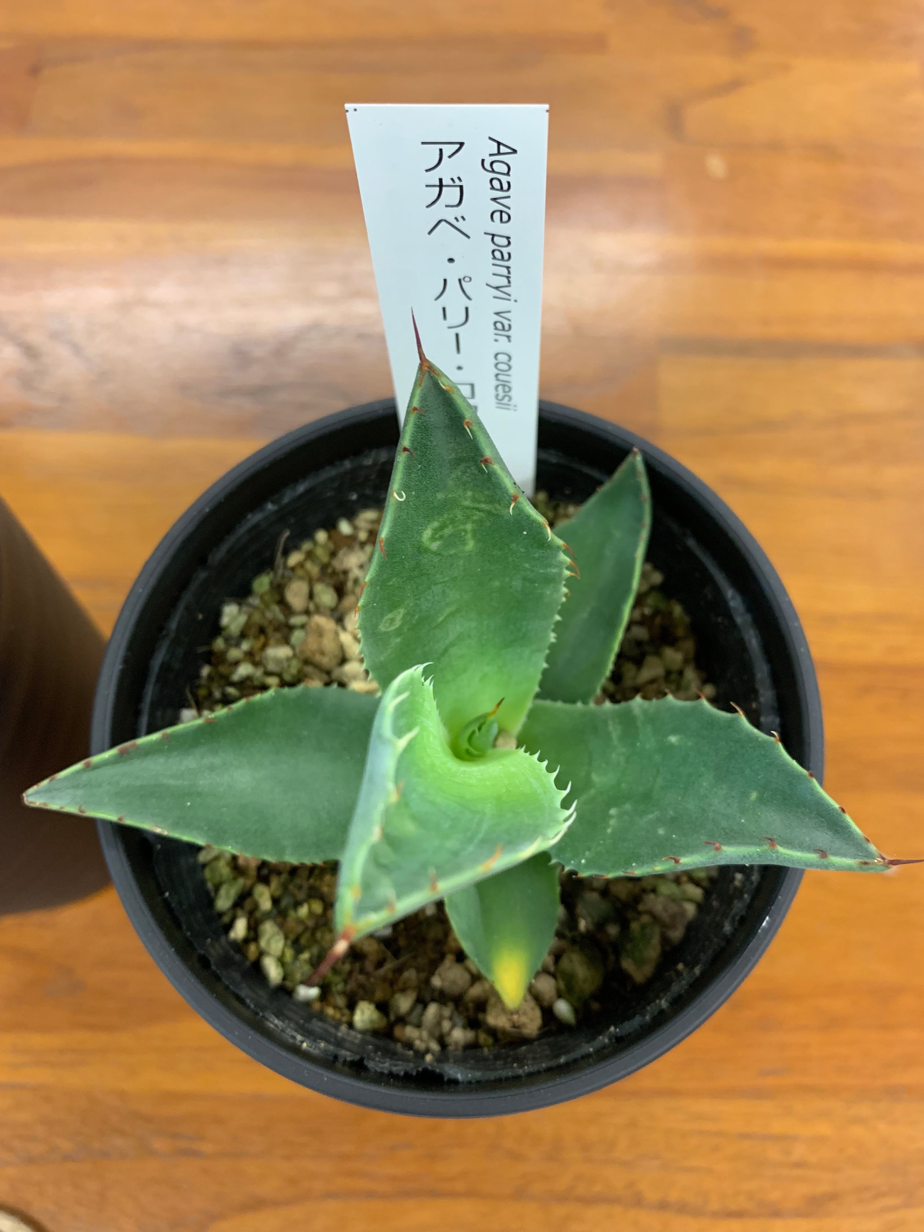 耐寒性およそ-1℃ アガベ アガベ パリー コウエシー アガぺ 多肉植物