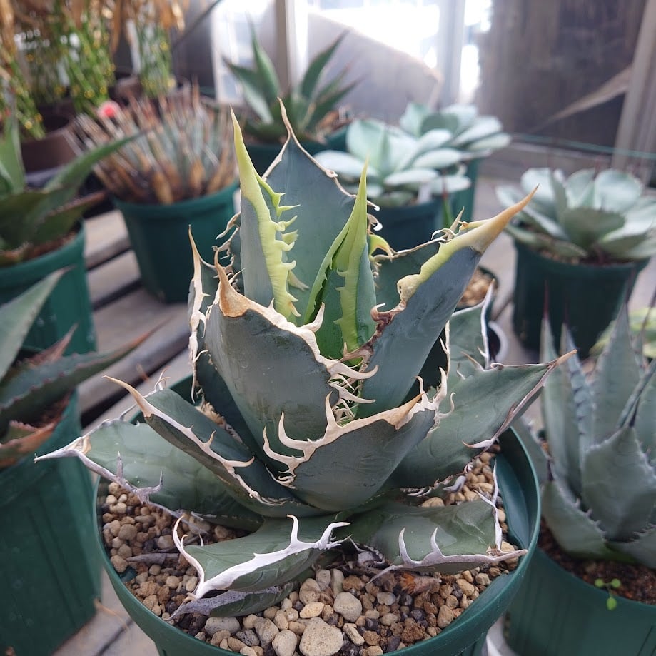 アガベ チタノタ オアハカ Agave titanota Oaxaca 18 | 多肉植物
