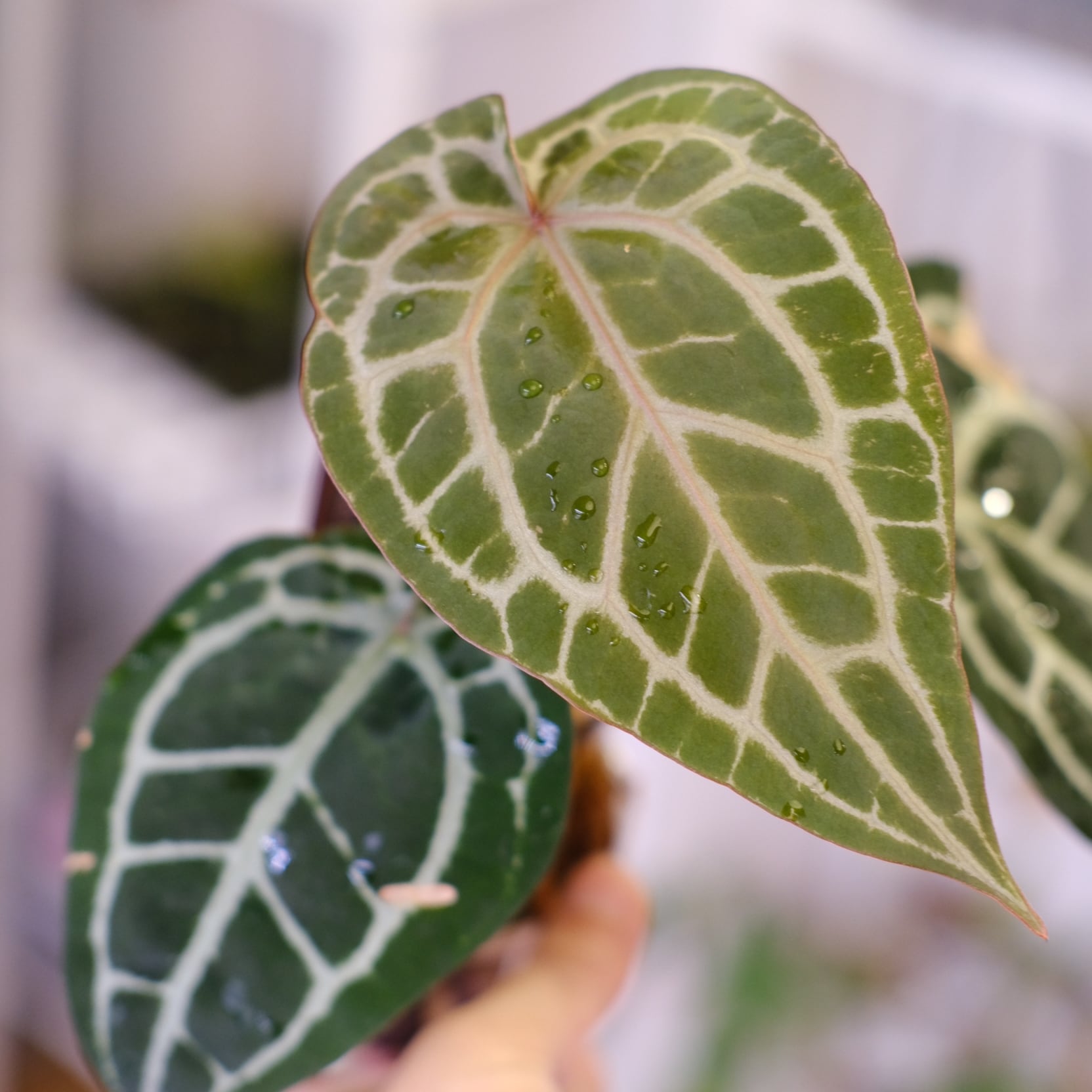 正規】Anthurium 'Michelle' by DOC BLOCK⑬ / アンスリウム・ミシェル