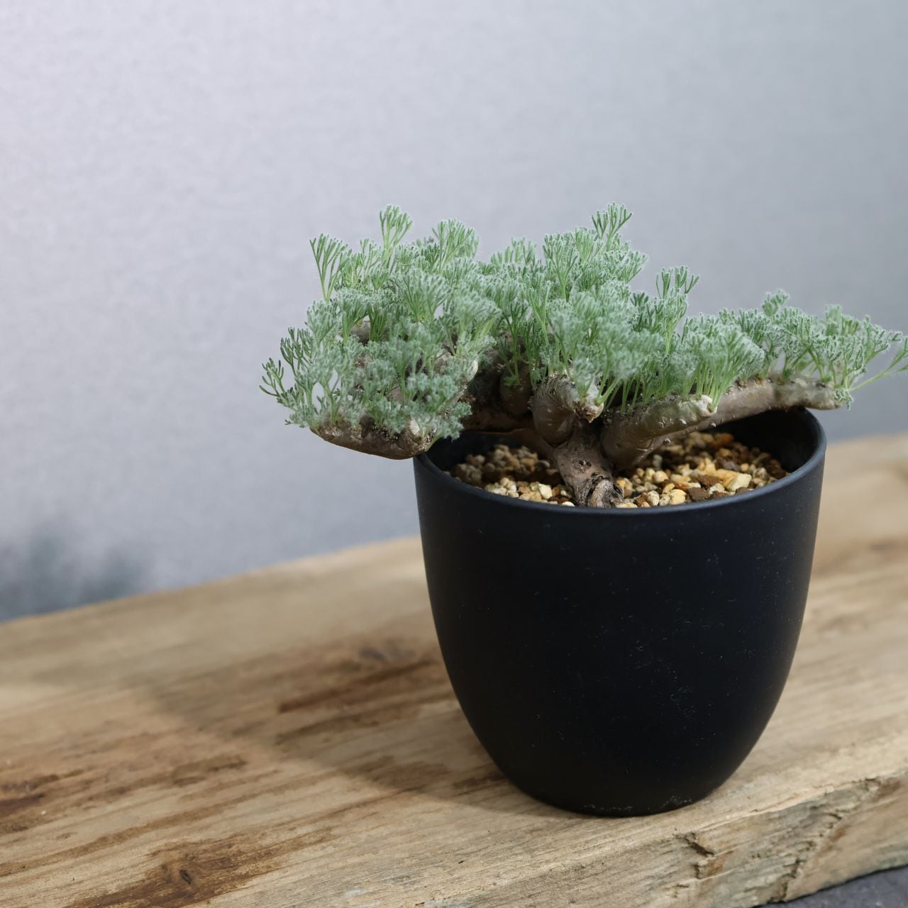 363 そのギャップにやられる『サルコカウロン ムルチフィダ