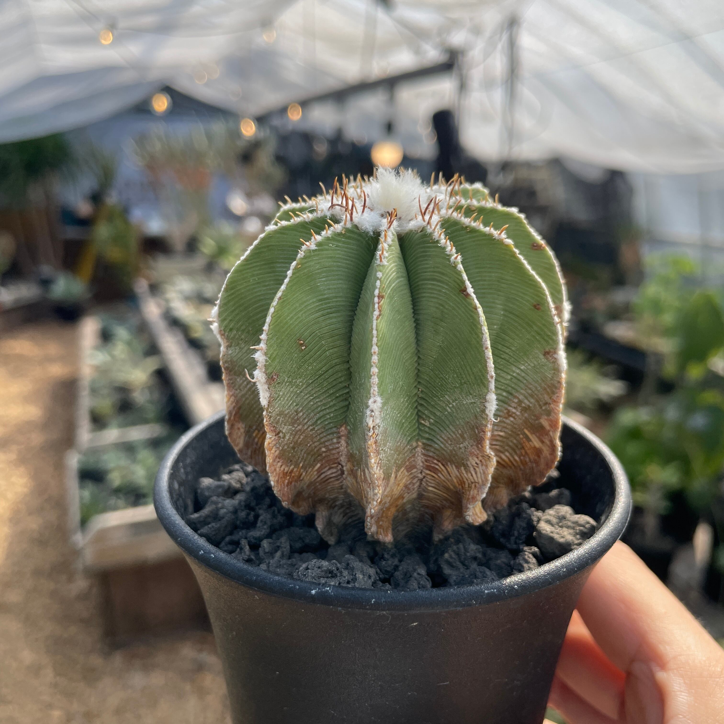 Aztekium hintonii【アズテキウム・ヒントニー・カキ仔】 | RIMO'S