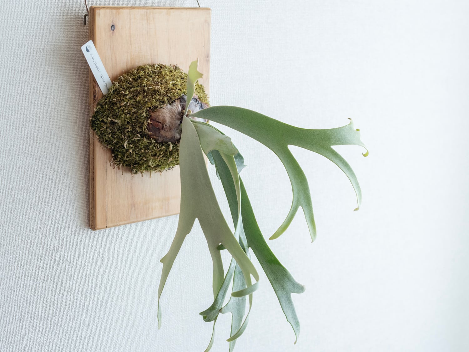 P.willinckii Blue Queen (spore)/ブルークイーン 胞子栽培品 | niji