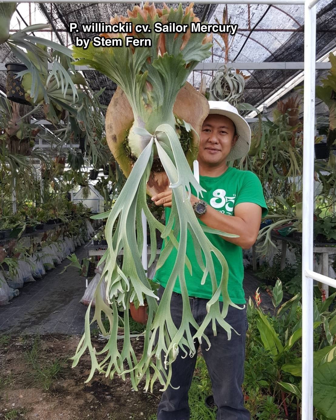 P. Willinckii cv. Sailor Mercury (OC) 【artPLANTs/PLANTS GARAGE