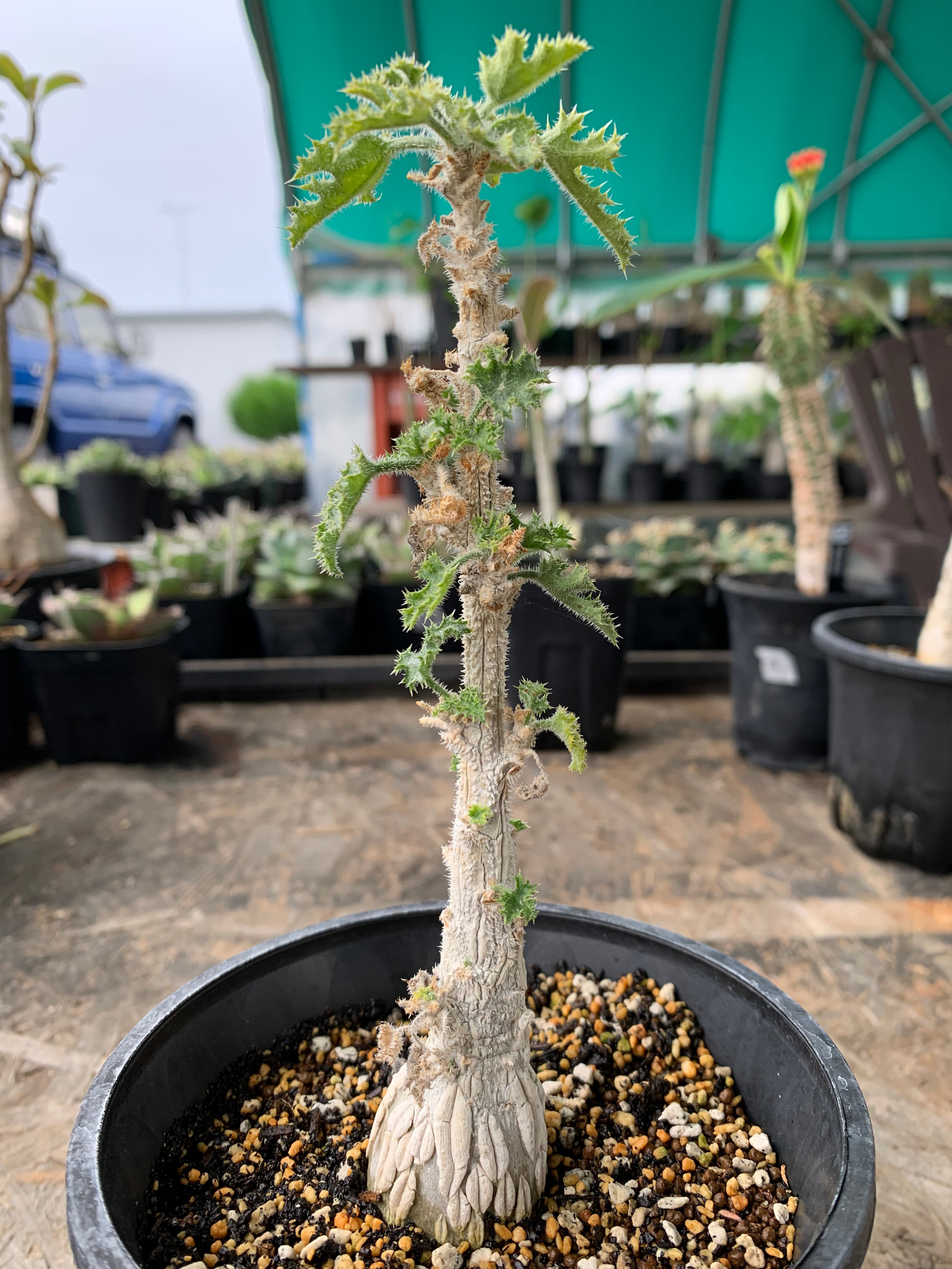 デンドロシキオス ソコトラーナ 【送料着払い】21 | CACTUS330