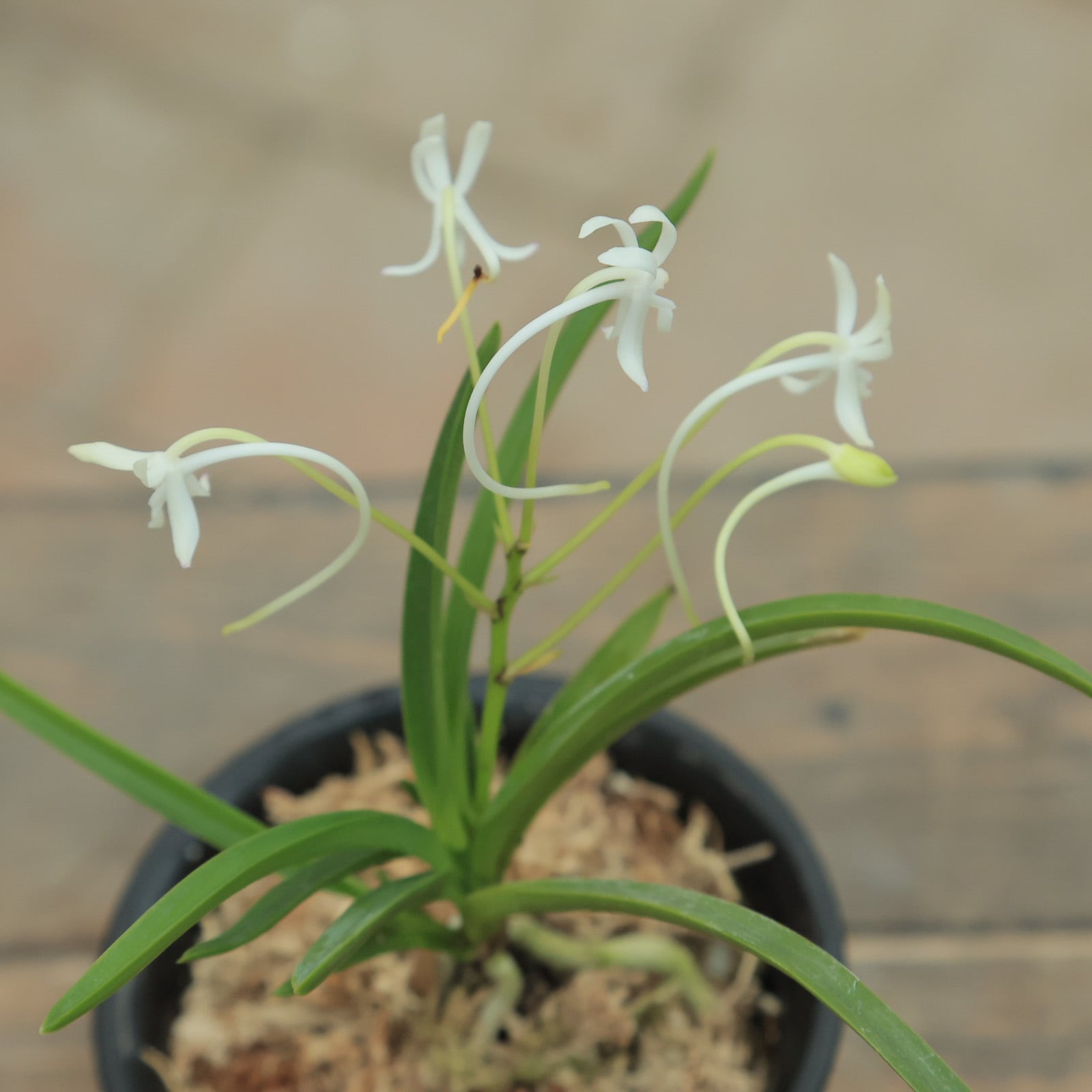 フウラン○甘い香り 風蘭 富貴蘭（ふうきらん）3号 日本原産 常緑