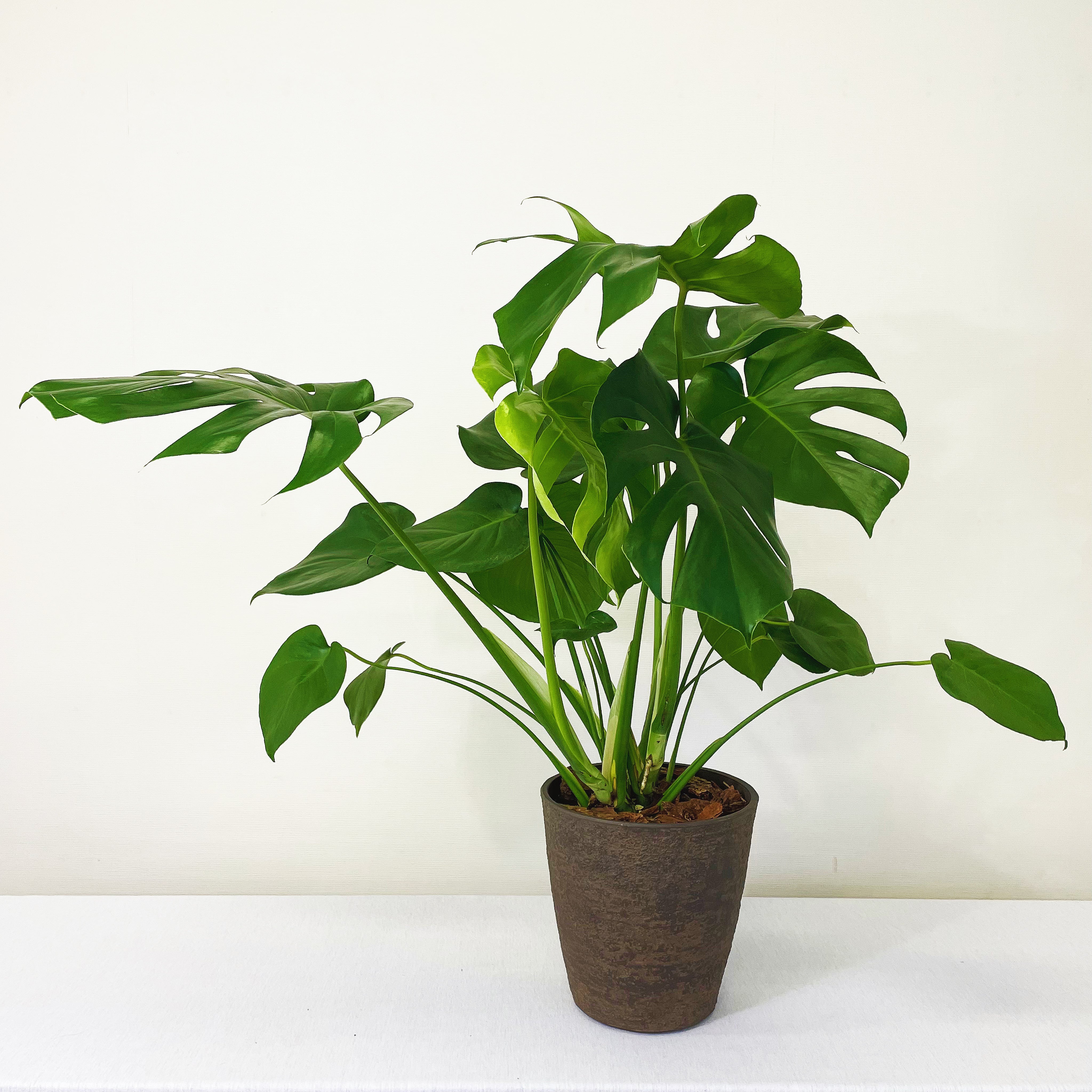 観葉植物】モンステラ デリシオーサ 7号 鉢カラー/ブラック