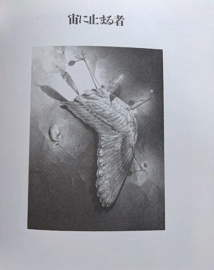 標本箱の少年／建石修志画集 | 月光百貨店