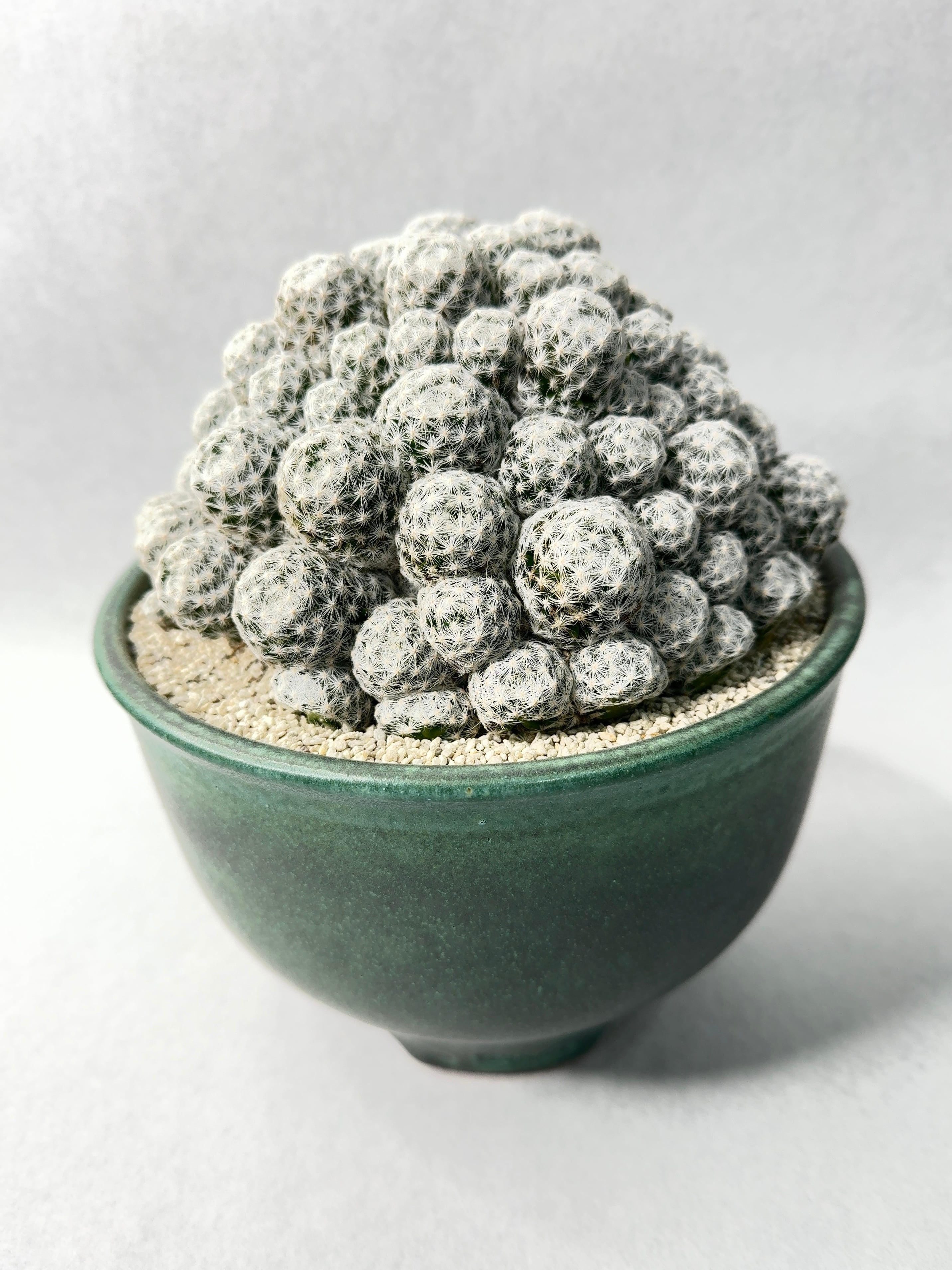 ロホホラ・子吹き烏羽玉 | trigger