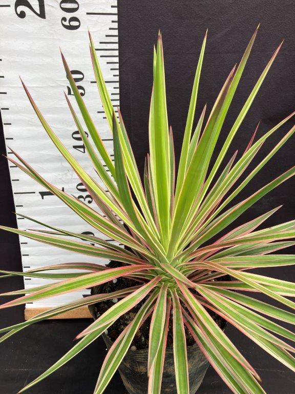 ユッカ・アロイフォリア（斑入り）7号 | 日本ライン花木センター