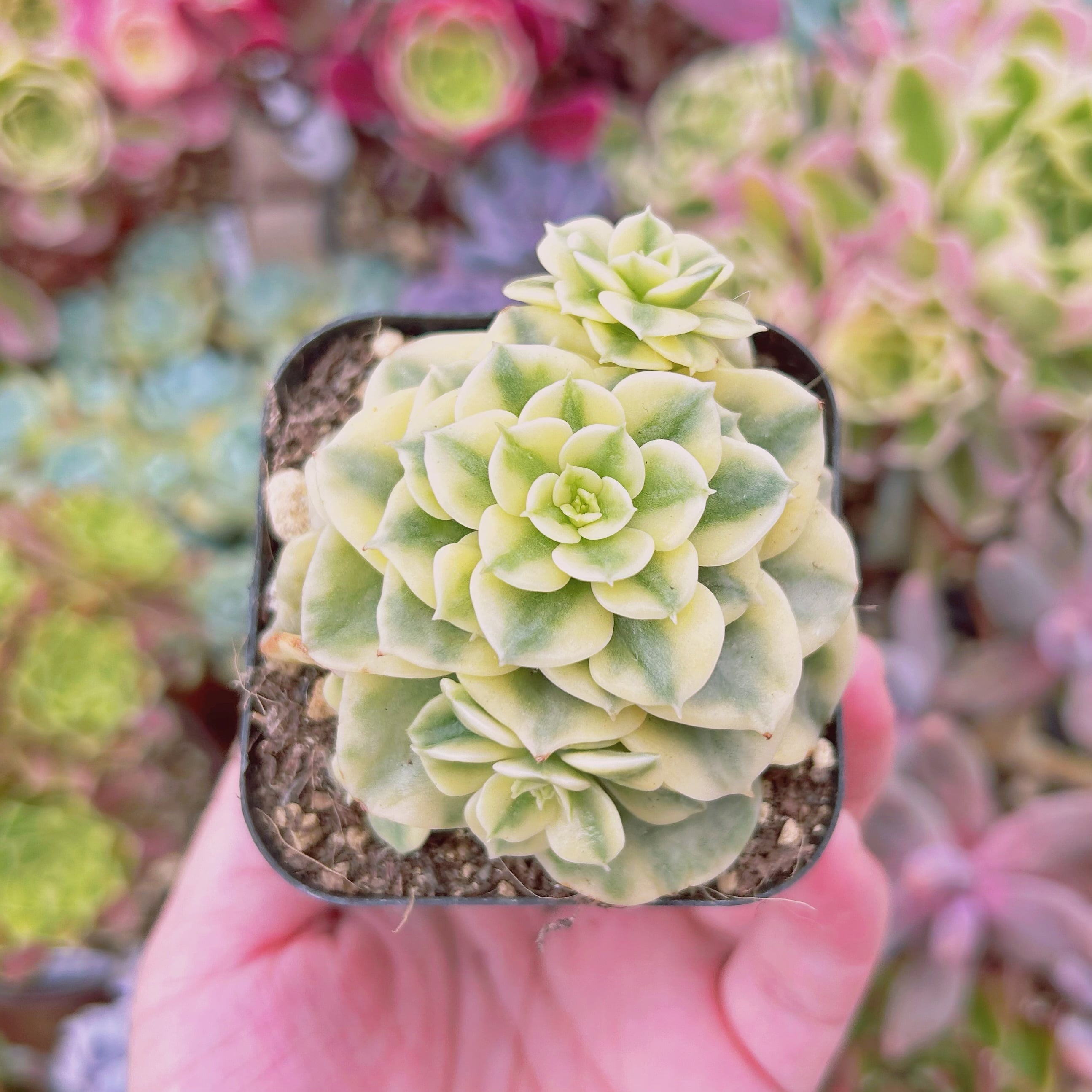 855現物 多肉植物 ヌダ錦 | るる農園~多肉植物専門