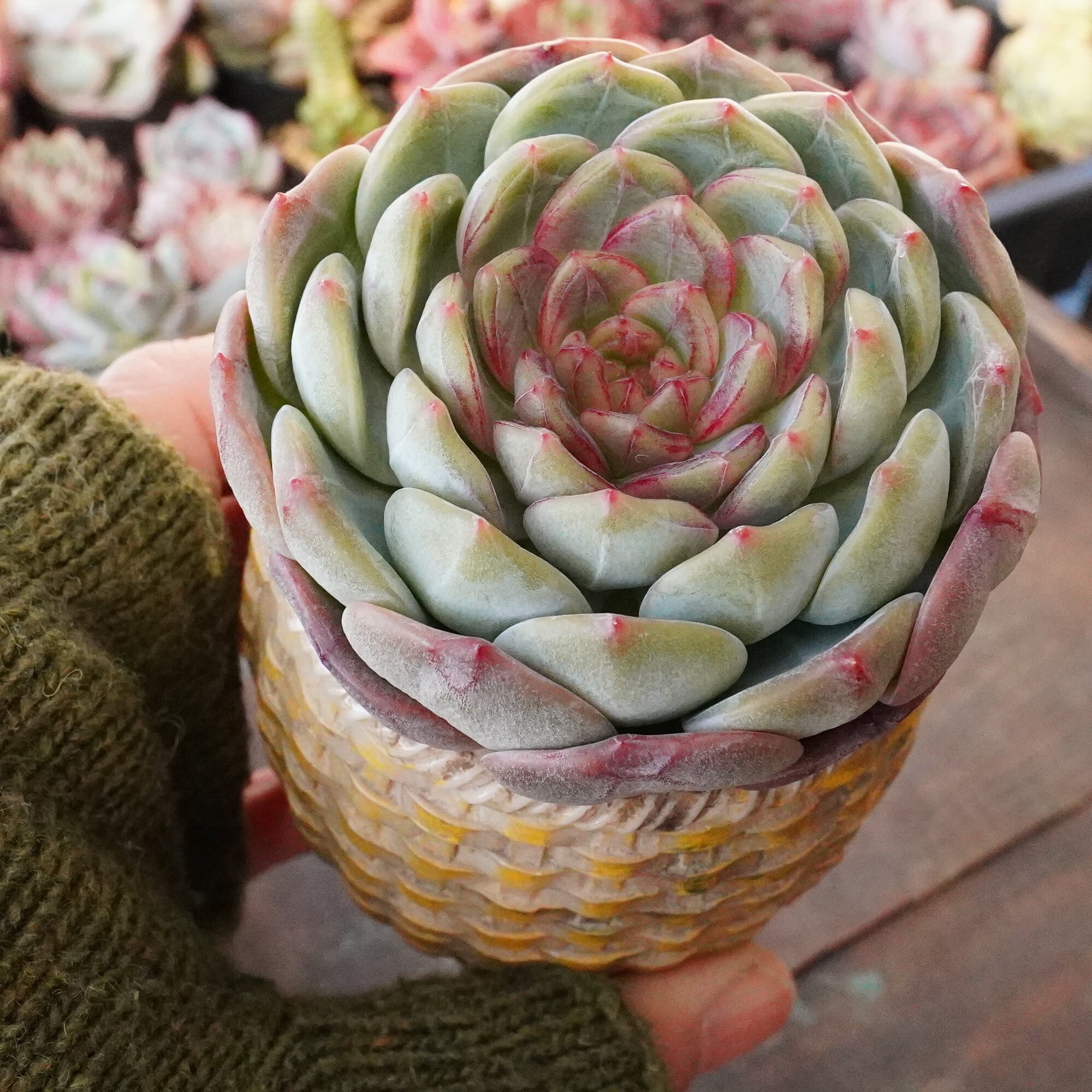 多肉植物 アエオニウム 孔雀白錦 美苗 #孔3 | Pay ID