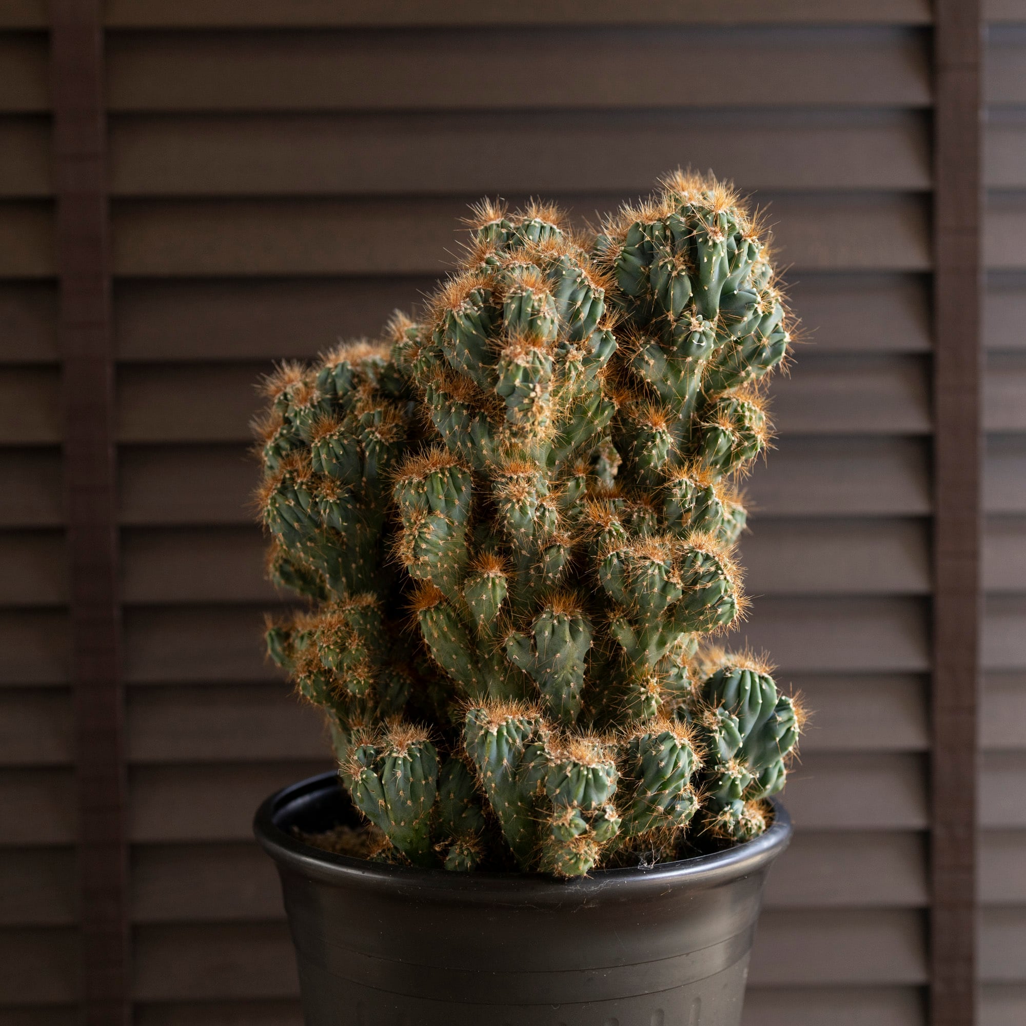 大株】金獅子 サボテン 綴化 群生 モンスト化 Cereus variabilis f