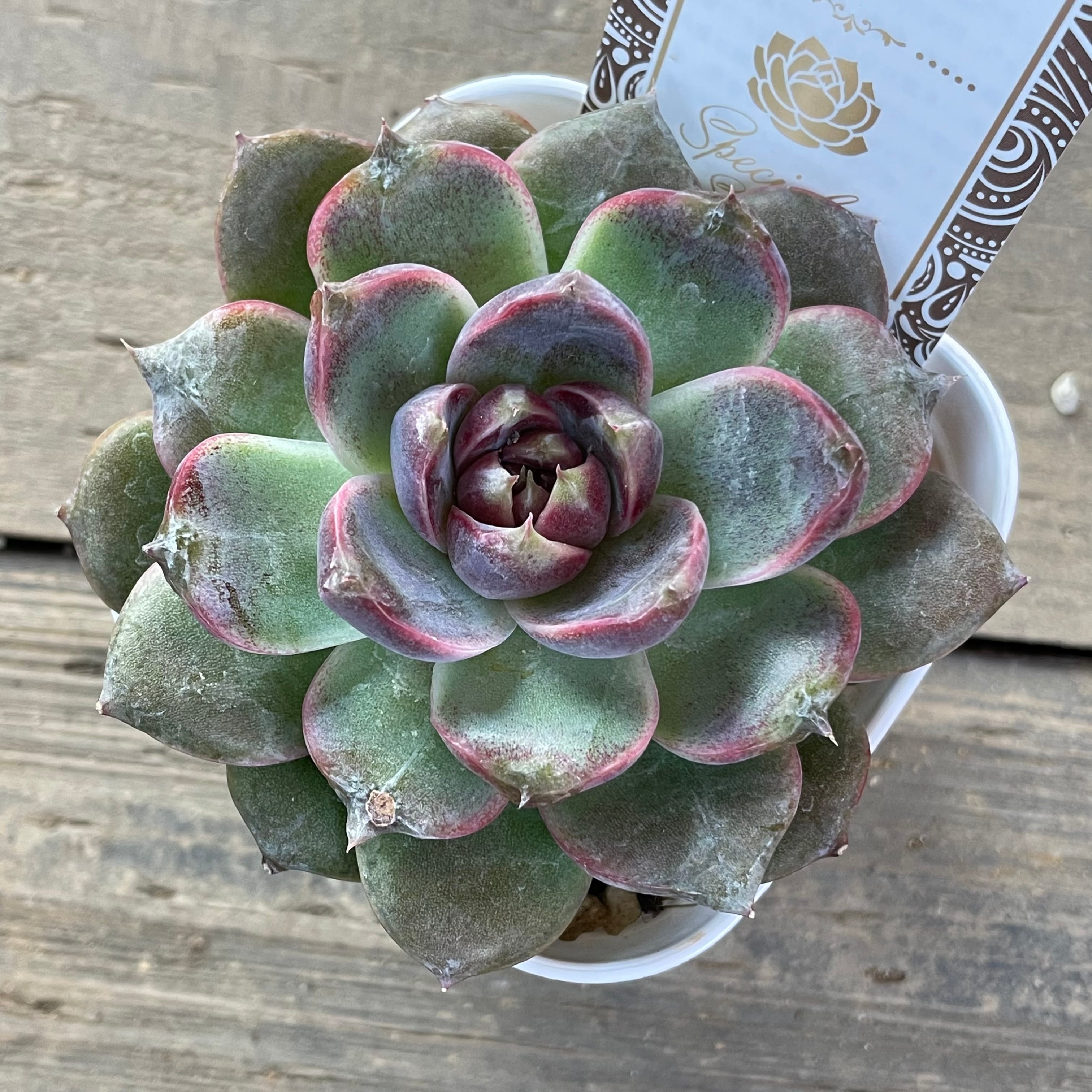 多肉植物アエオニウム錦❤️ 皺葉仙墨 ❤️状態図❤️ 【公式通販】