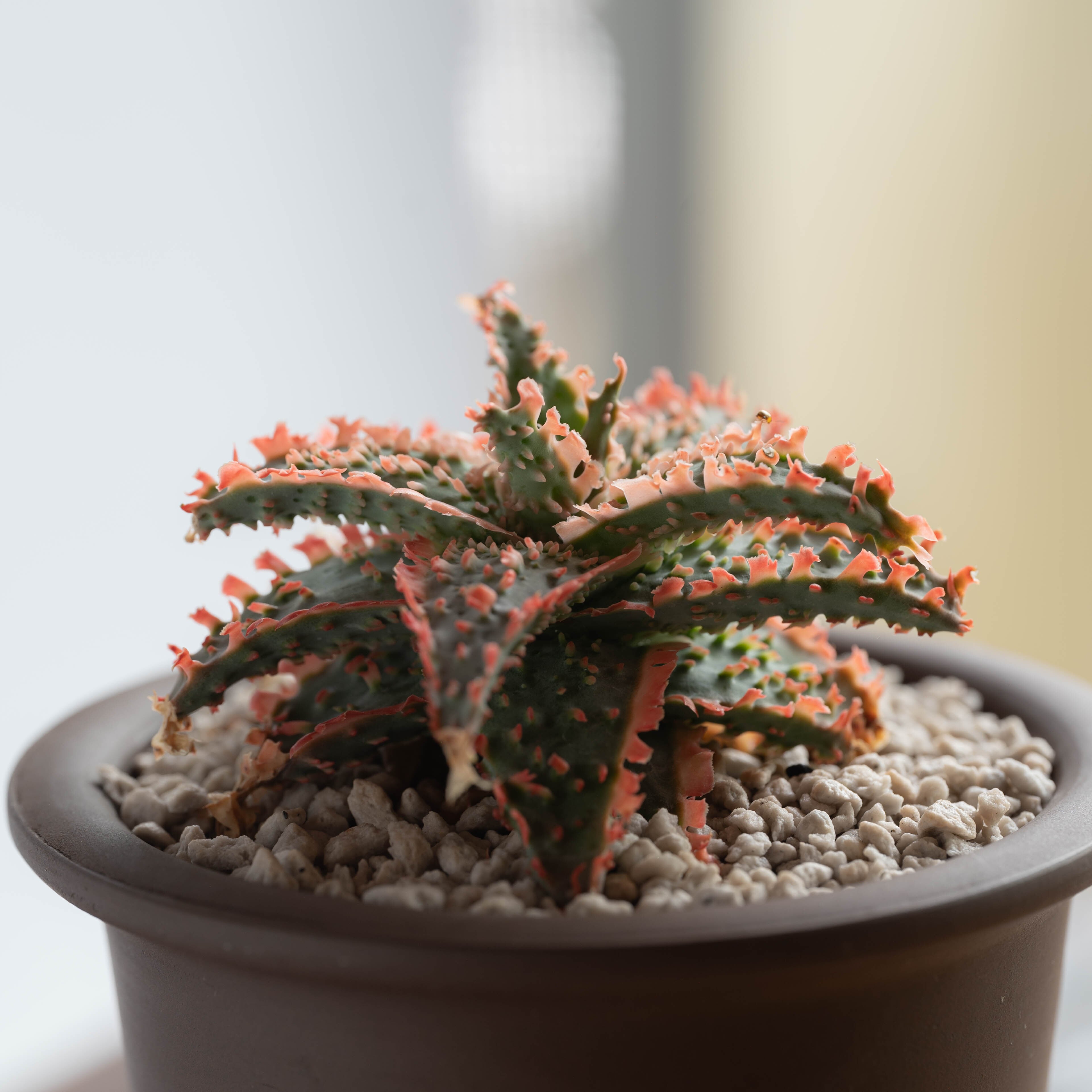 子株】アロエ ハイブリッド -Aloe hybrid- AB | Agave Rocon