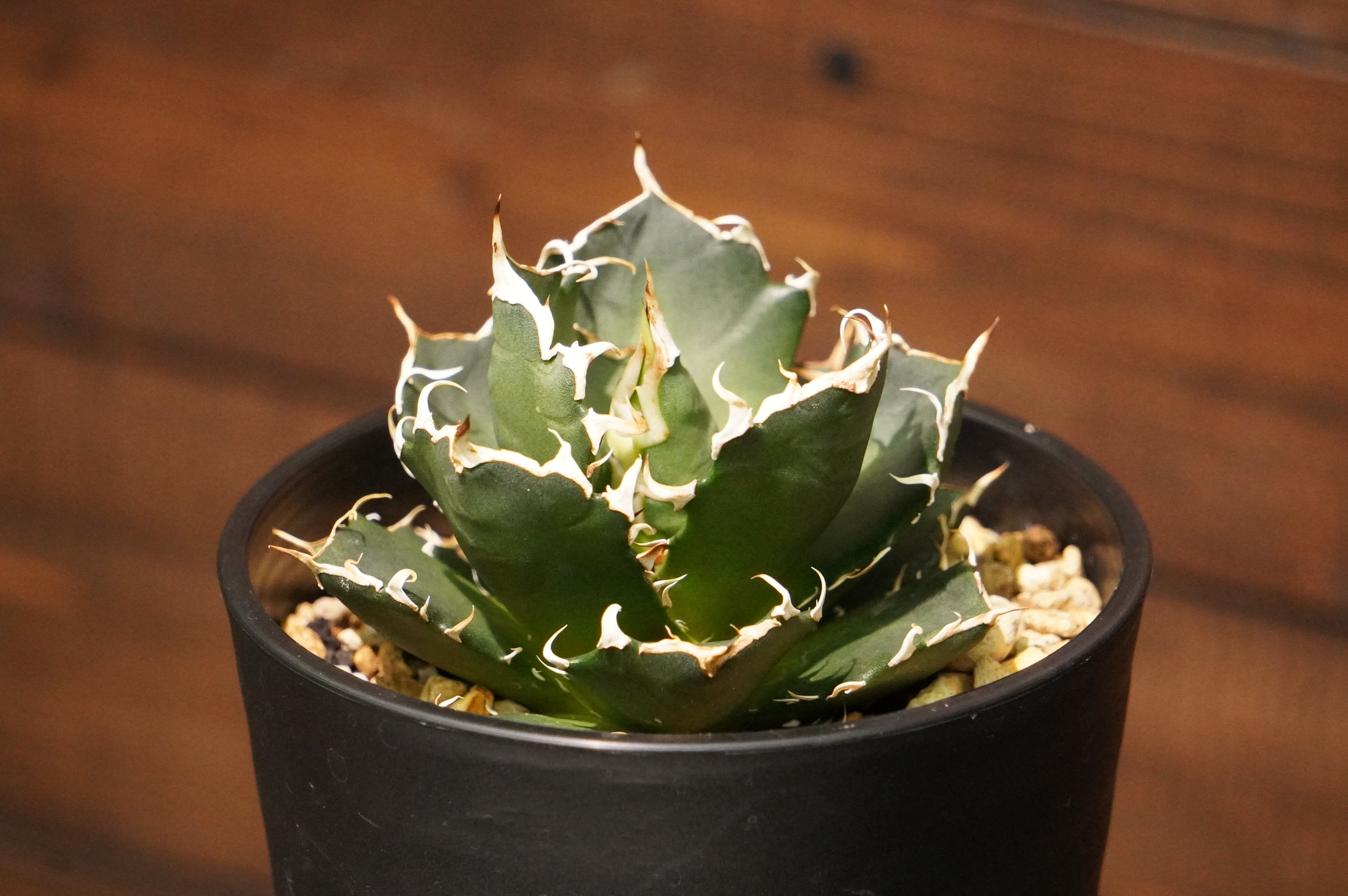 アガベ チタノタ 三叉戟（ｻﾝｻｹﾞｷ） | 磨 Detailing