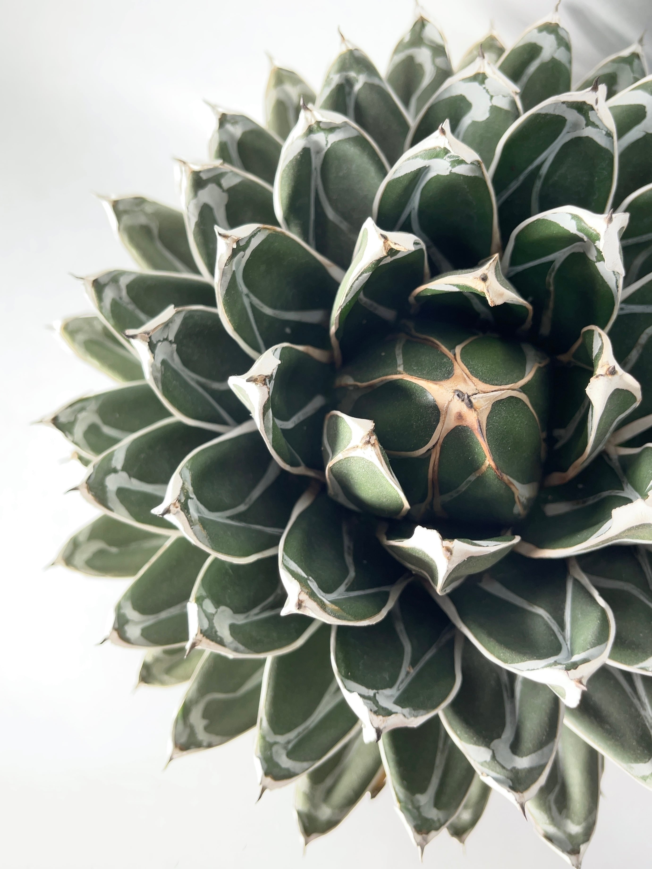 アガベ】達磨 笹の雪 極上大株