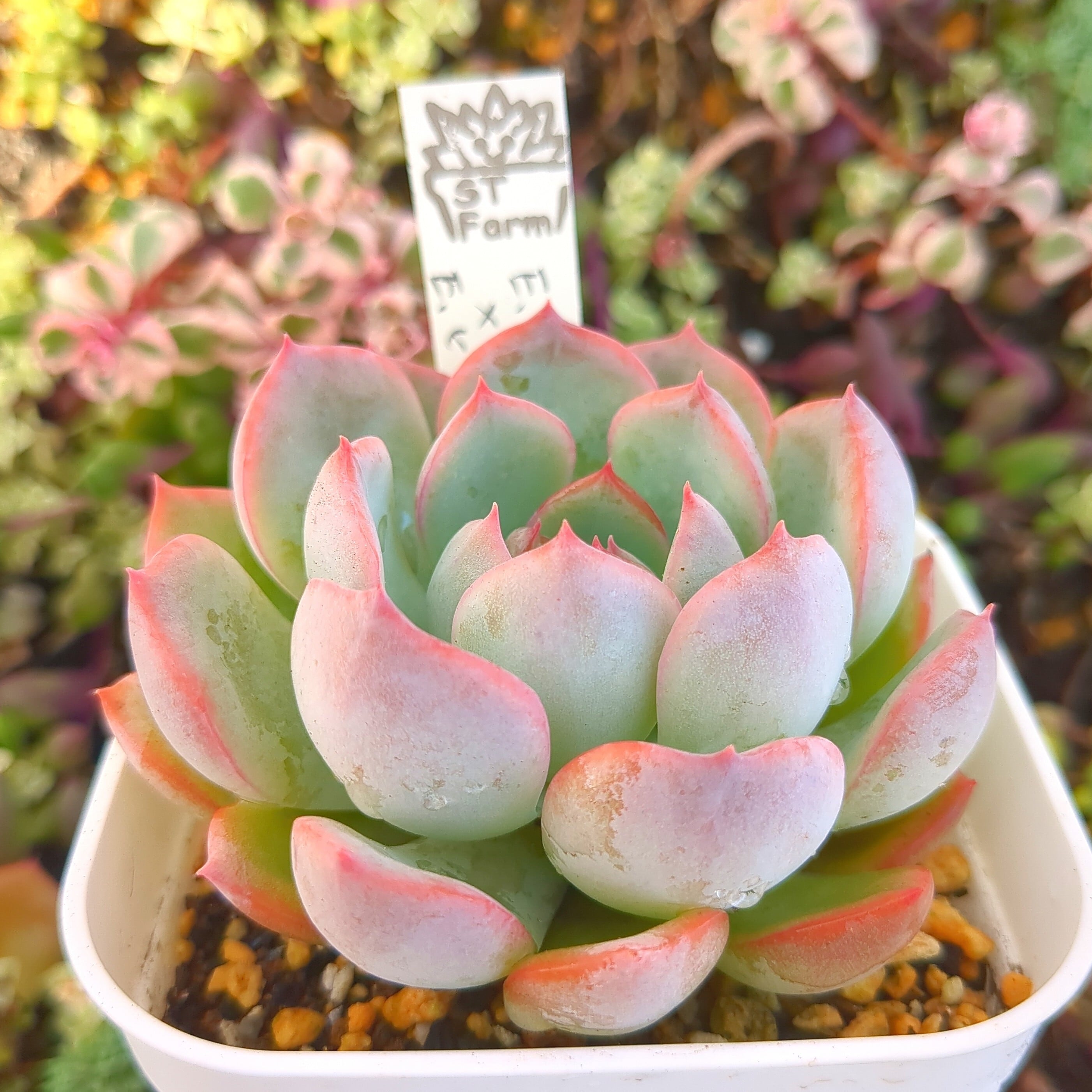 b9b25f10fea82a706155ab0807118f