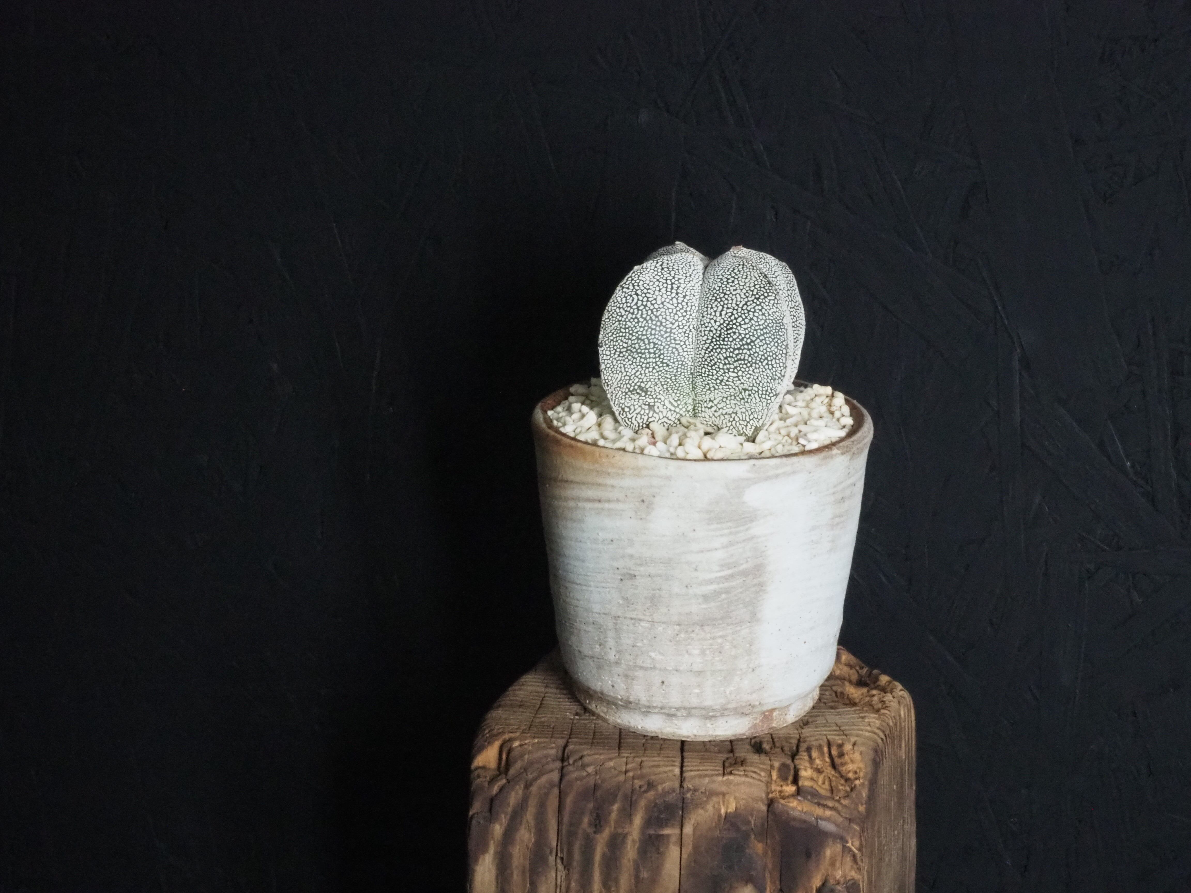 アストロWhiteシリーズ全11種／『四角恩塚ランポー玉』 | GREEN TRUST