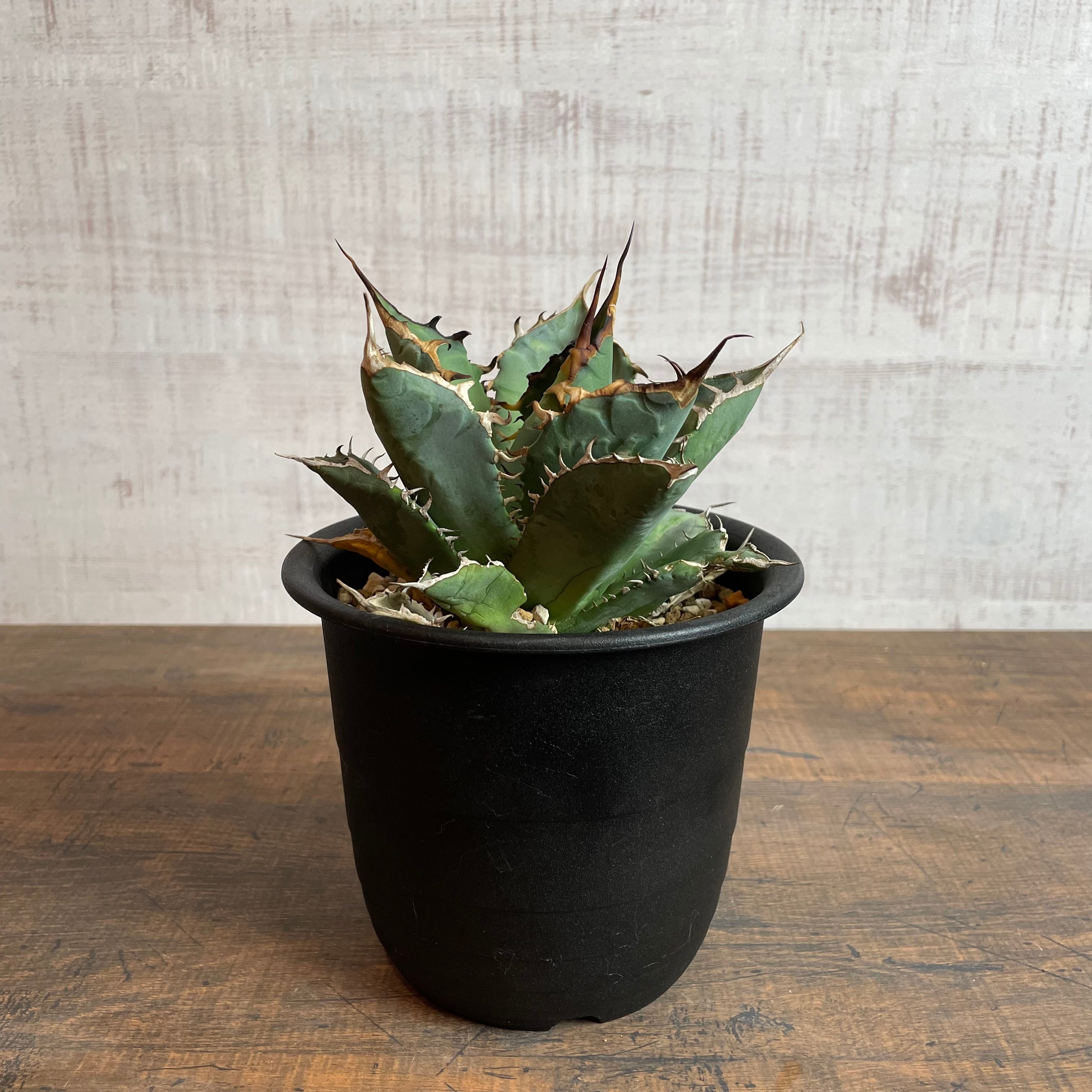 Agave titanota 強刺厳龍 特選輸入株 / アガベ チタノタ ※発根済 ①