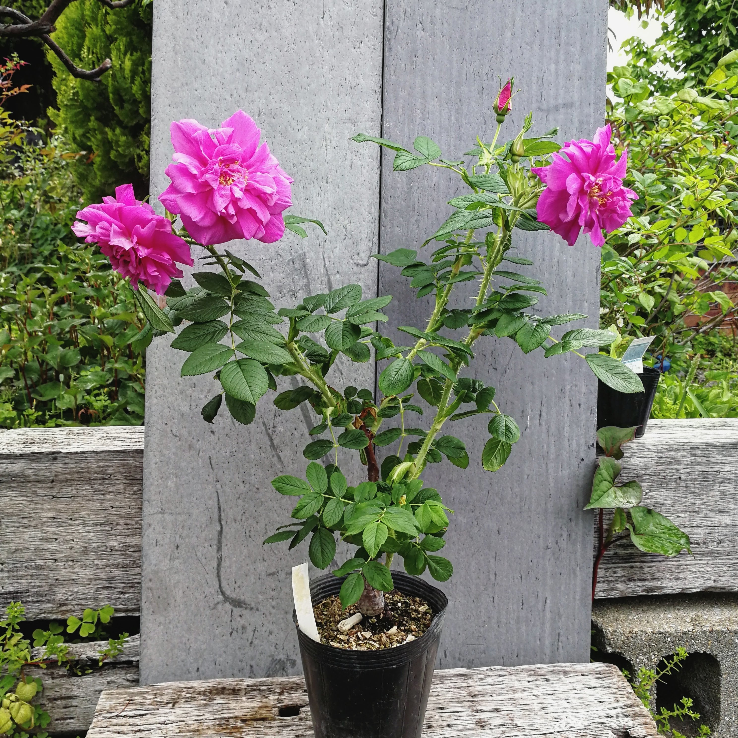 AUSmas | 天空のバラ園(無農薬バラ苗・花苗・クレマチス・ハーブ産直販売)